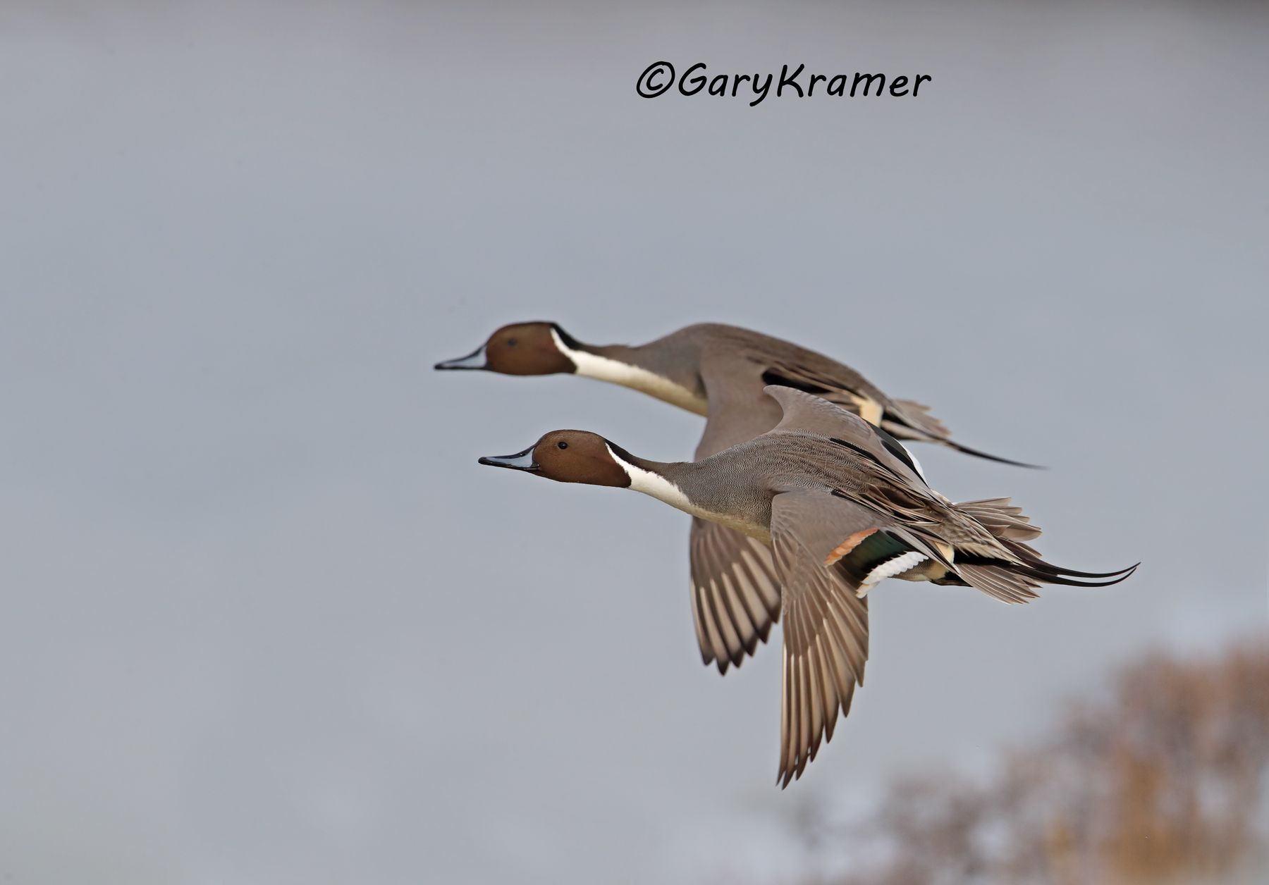 Northern Pintail (Anas acuta) - NBWP#9110d(2)