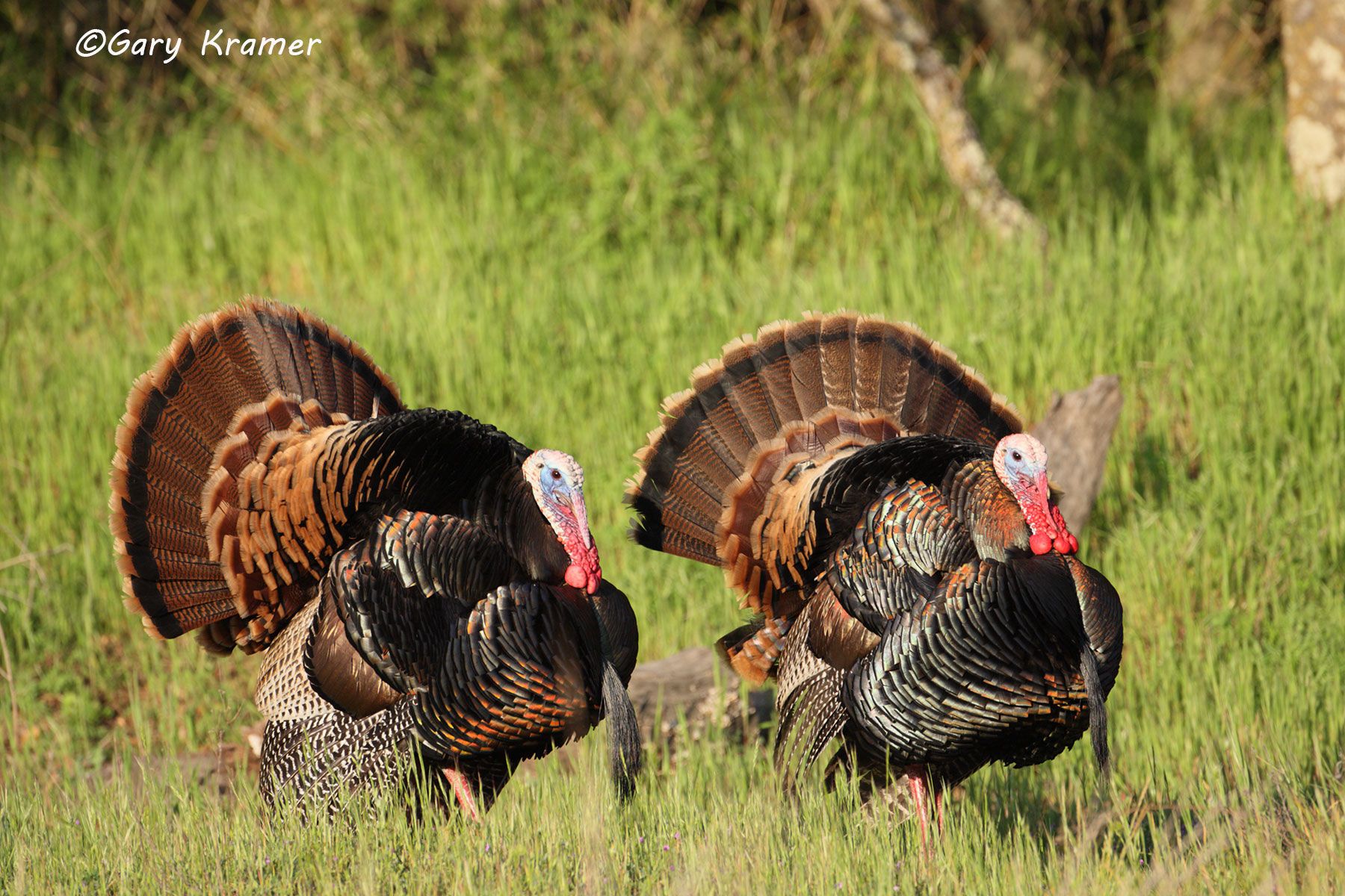 Wild Turkey (Rio Grande) (Meleagris gallopavo intermedia) by GaryKramer.net, 530-934-3873, gkramer@cwo.com - Published: Sportsman's Desk & American Sportsman Calendar Silver Creek Pub. 2014 Wild Turkey (Rio Grande) (Meleagris gallopavo intermedia) - NBGTr#1211d