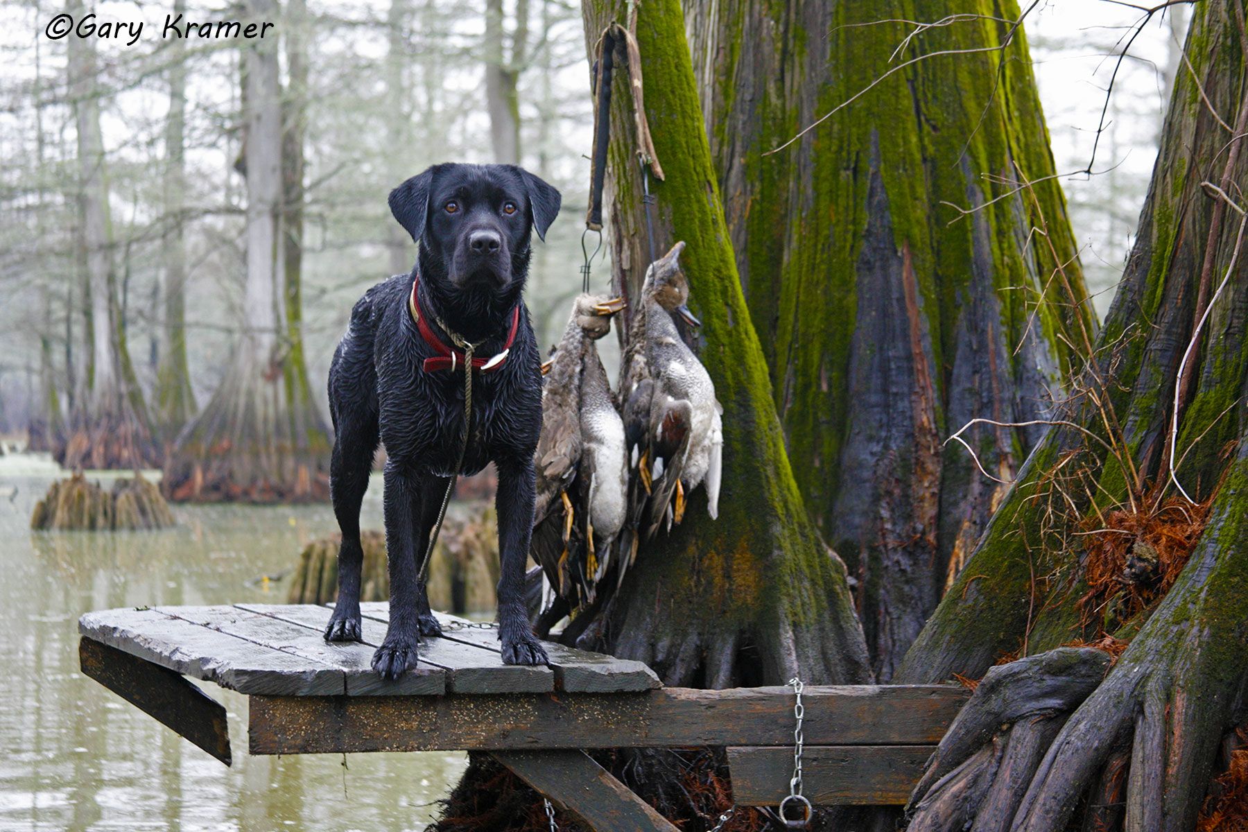 Labrador Retriever with ducks - HDLd#037d.jpg