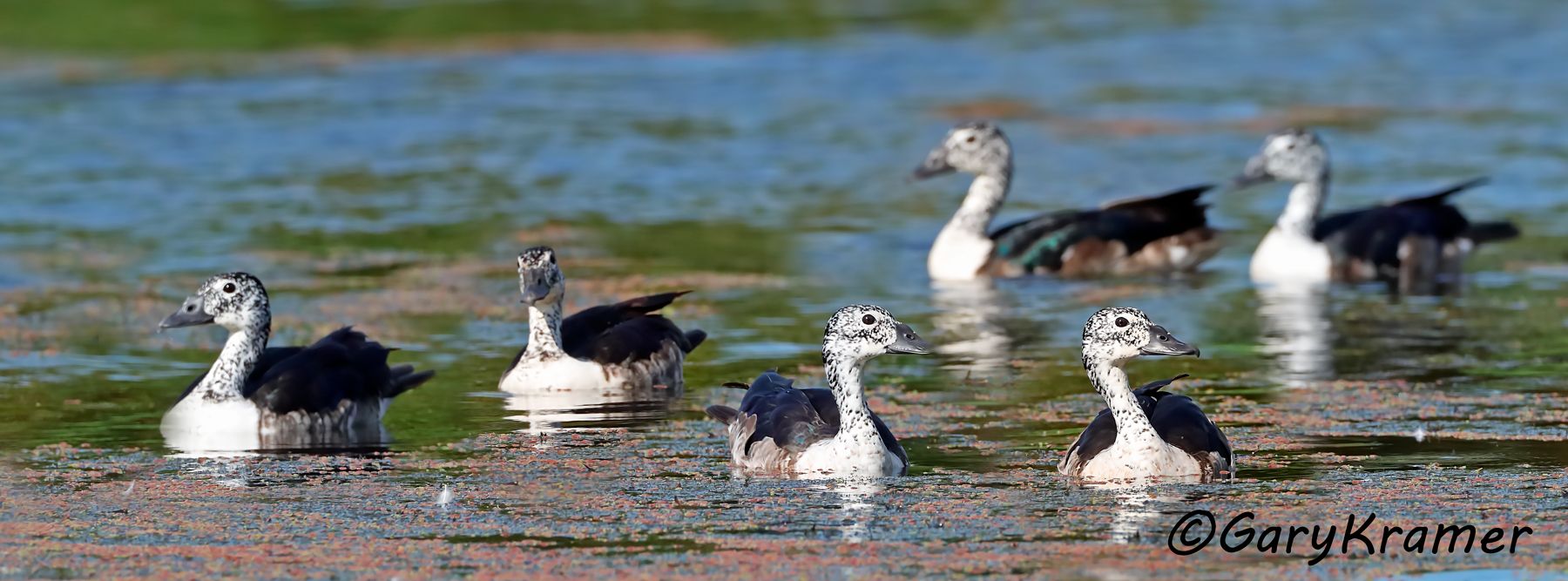 Comb Duck (Sarkidiornis sylvicola) - SBWC#064d(P) (Colombia)