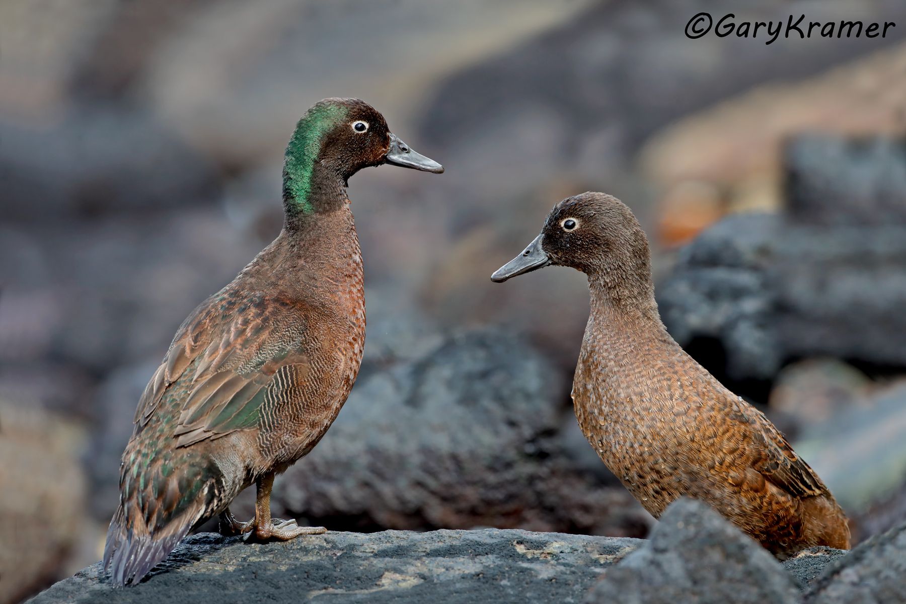 Campbell Teal (Anas nesiotis) Campbell Teal (Anas nesiotis) - OBWTci#144d(2)