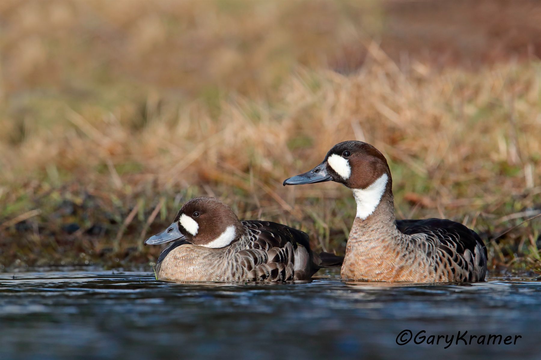 Bronze-winged Duck (Speculanas specularis) - SBWBw#189d(2) (Chile)
