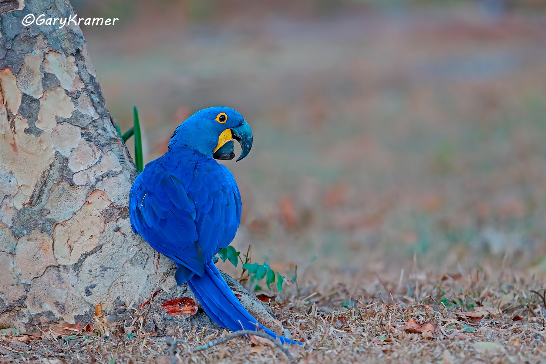 Hyacinth Macaw (Anodorhynchus hyacinthinus) Hyacinth Macaw (Anodorhynchus hyacinthinus) - SBMha#034d