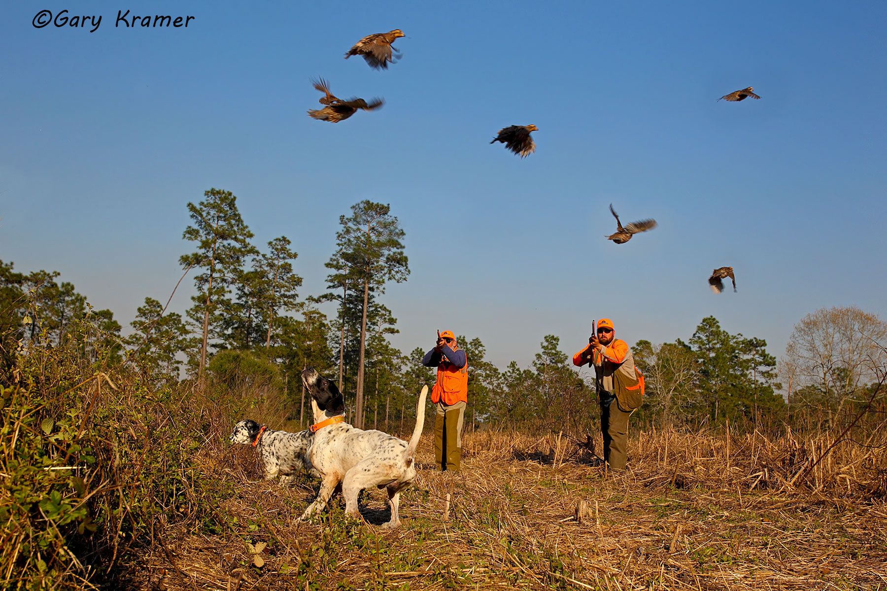 Hunter(s) w/English Setter(s) & Pointer(s) shooting at flushing Bobwhite Quail Hunter(s) w/English Setter & Pointer shooting at flushing Bobwhite - NHQxxb#005d(2)