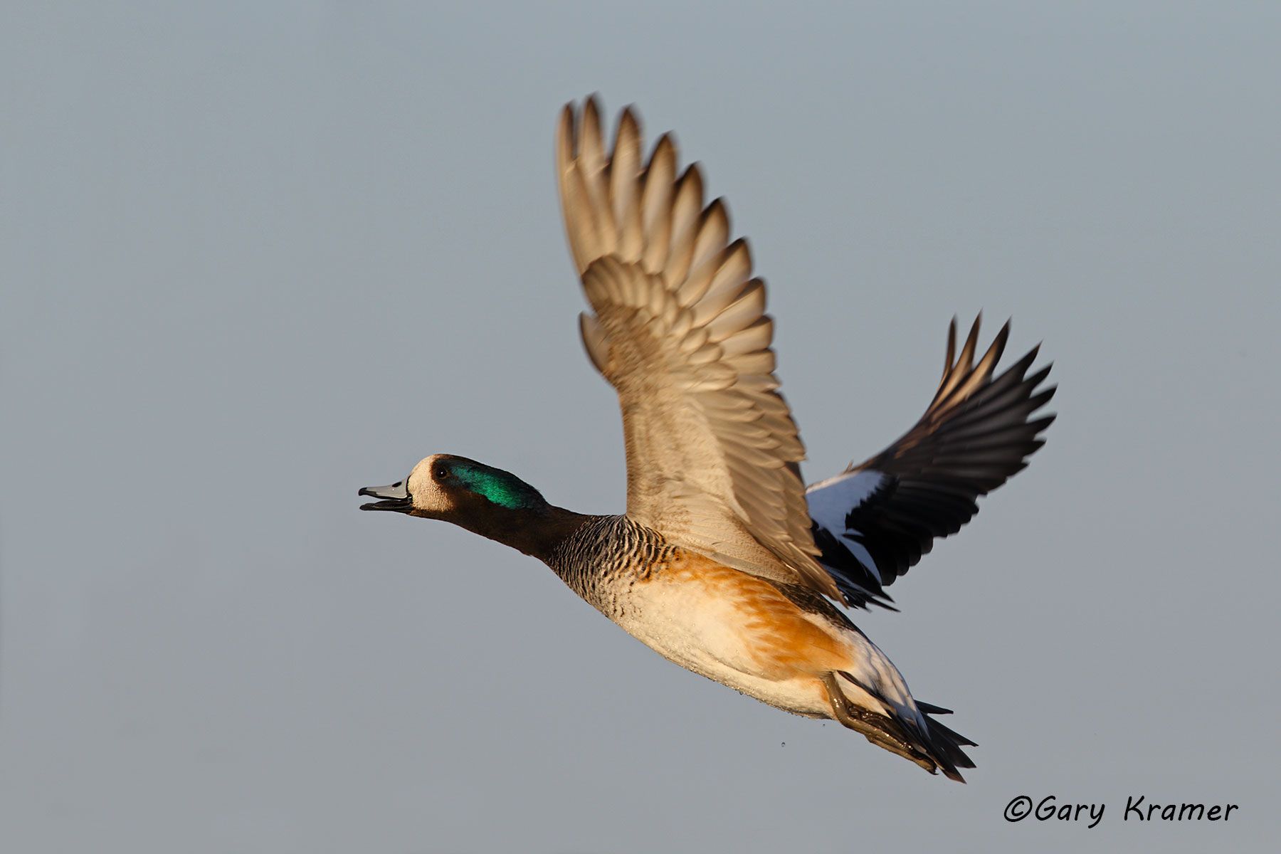 Chiloe Wigeon (Mareca sibilatrix) - SBWWc#060d (Argentina)