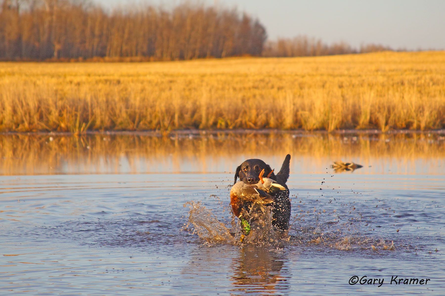 Black Labrador retrieving Mallard - HDLbmr#155d.jpg