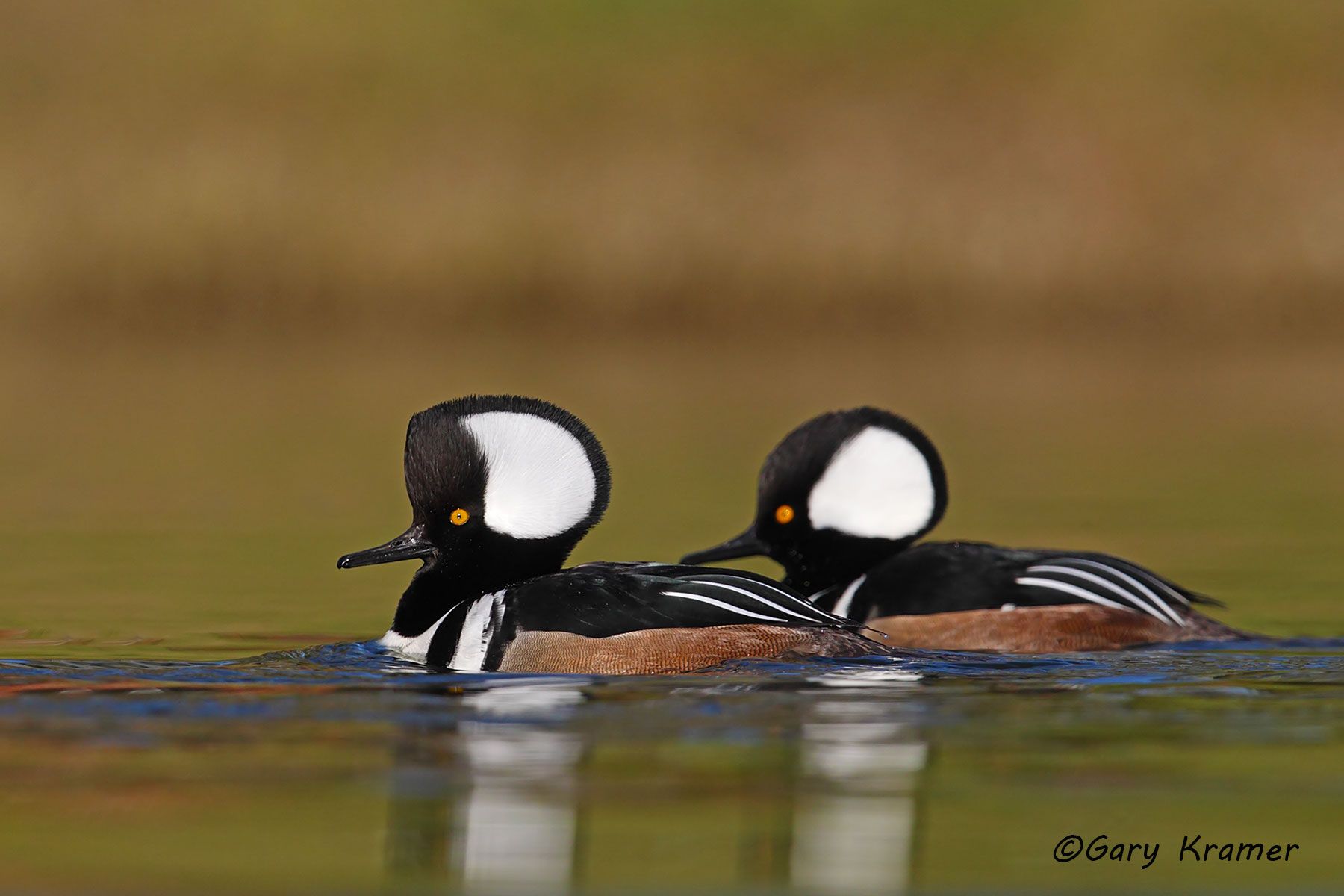 Hooded Merganser (Lophodytes cucullatus) Hooded Merganser (Lophodytes cucullatus) - NBWMh#092d