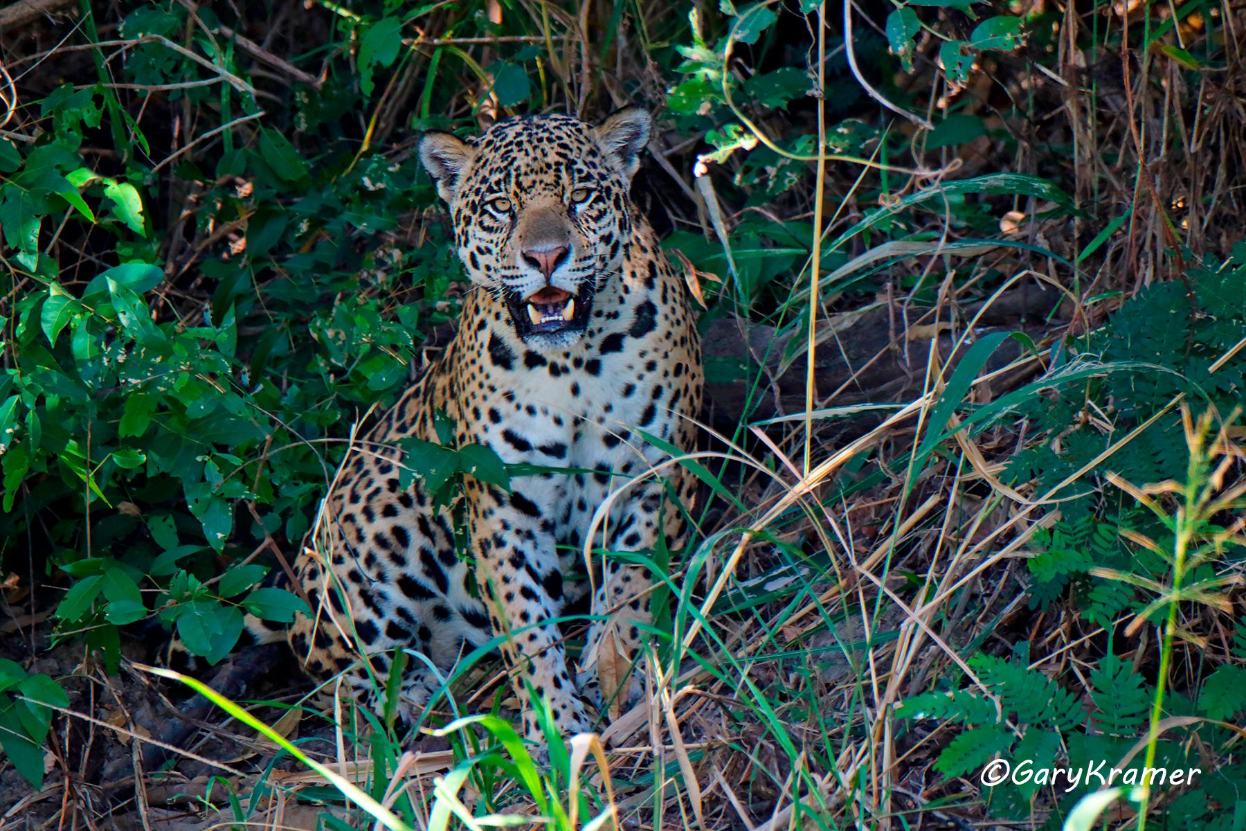 Jaguar (Puma onca) Jaguar (Puma onca) - SMJp#102d