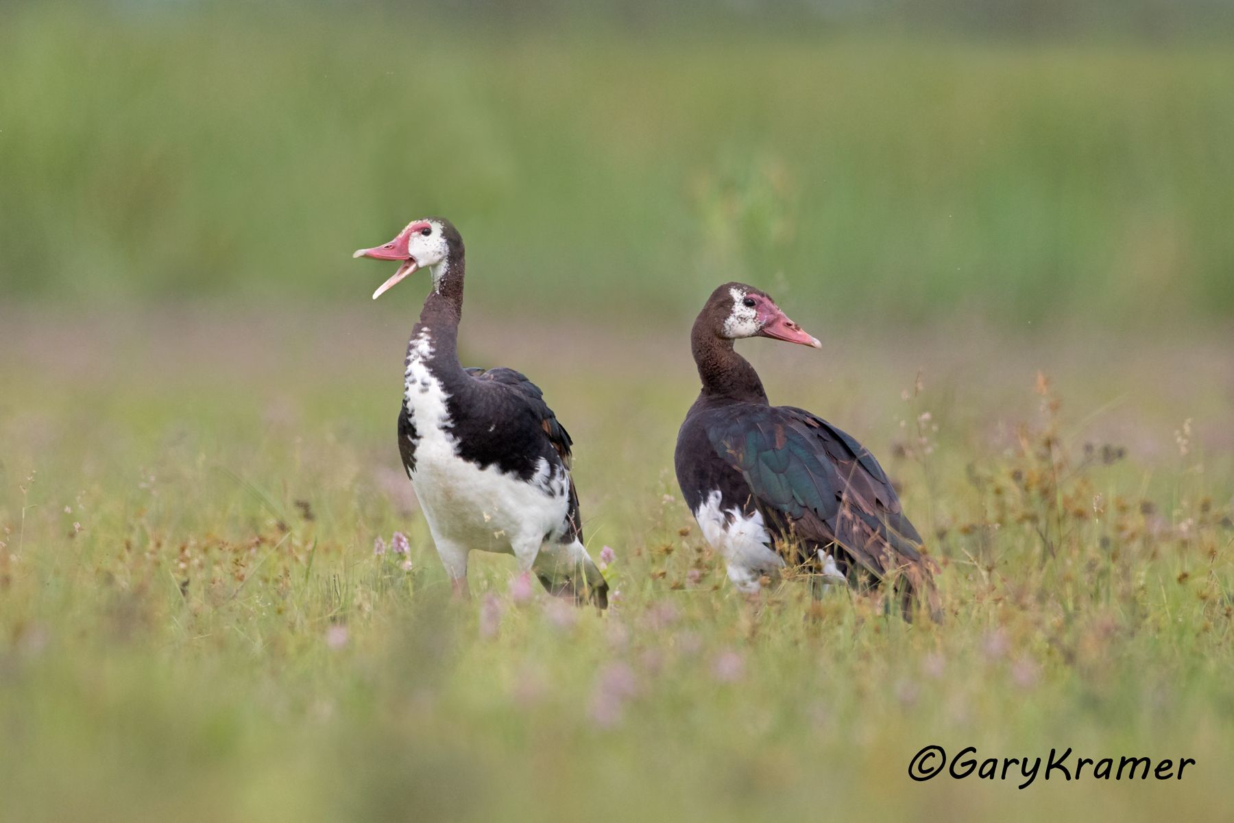 Spur-winged Goose (Plectropterus gambensis)  Spur-winged Goose (Plectropterus gambensis) - ABWG#180d(2) (Kenya)