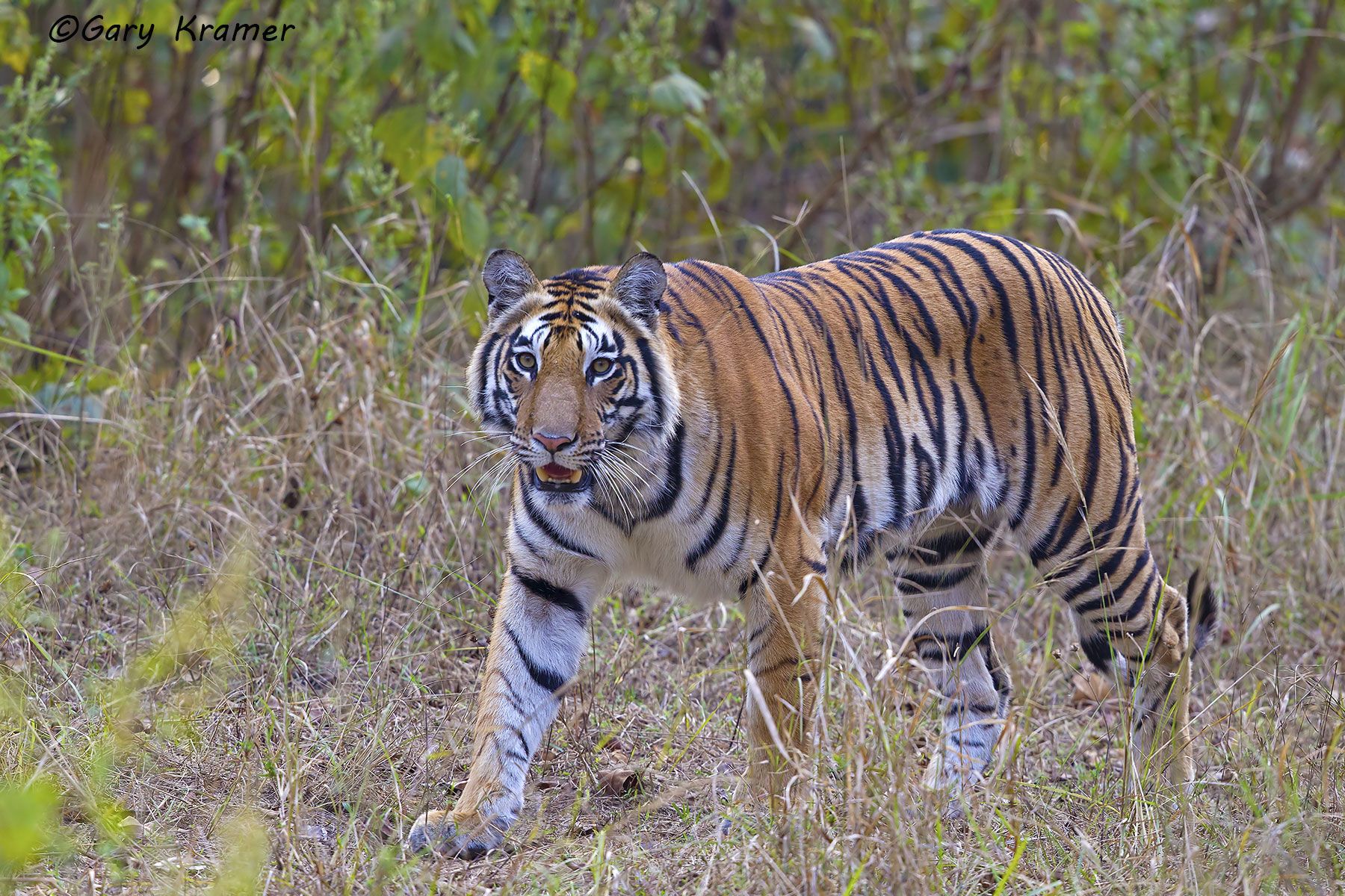 Tiger (Bengal) (Panthera tigrus tigrus) - AMTb#221d