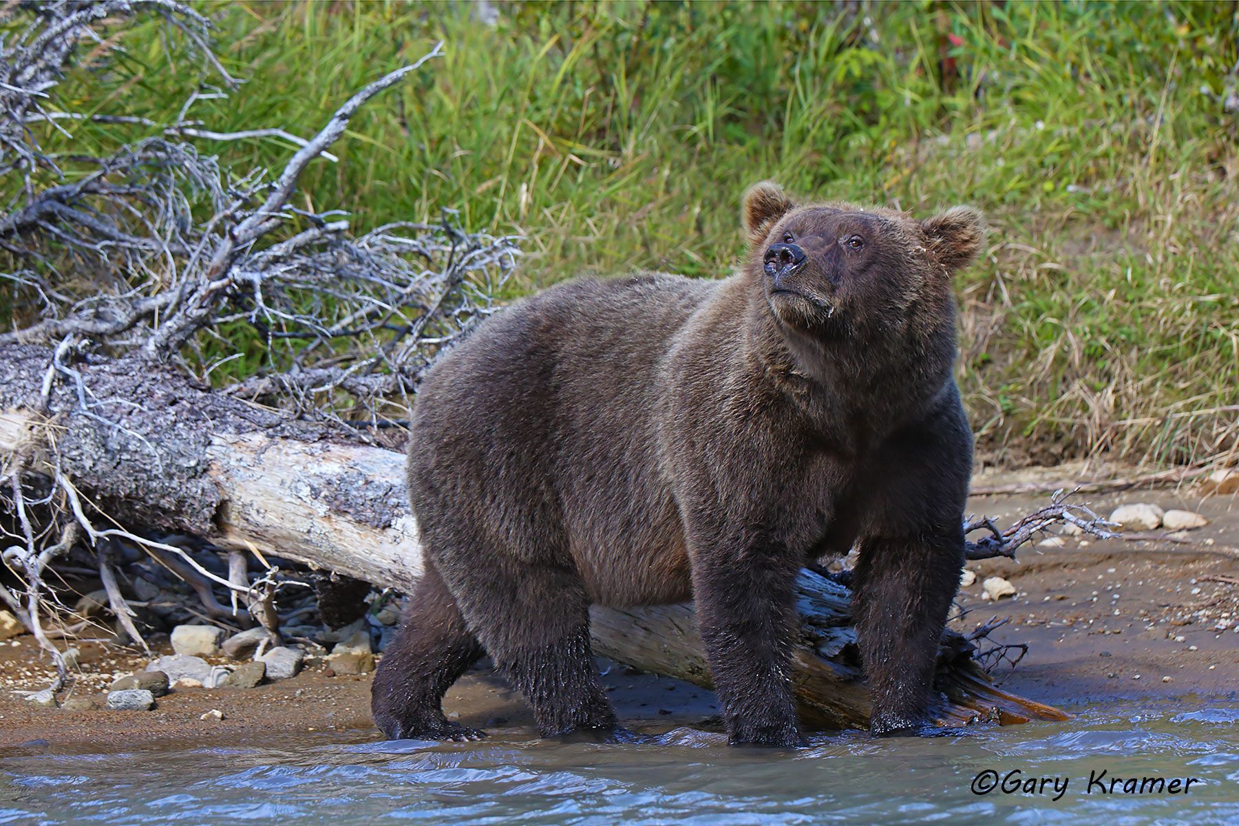 Alaskan Browm Bear (Ursus meddlendorffi) by GaryKramer.net, 530-934-3873, gkramer@cwo.com Alaskan Brown Bear (Urusus middlendorffi) - NMBA#271d