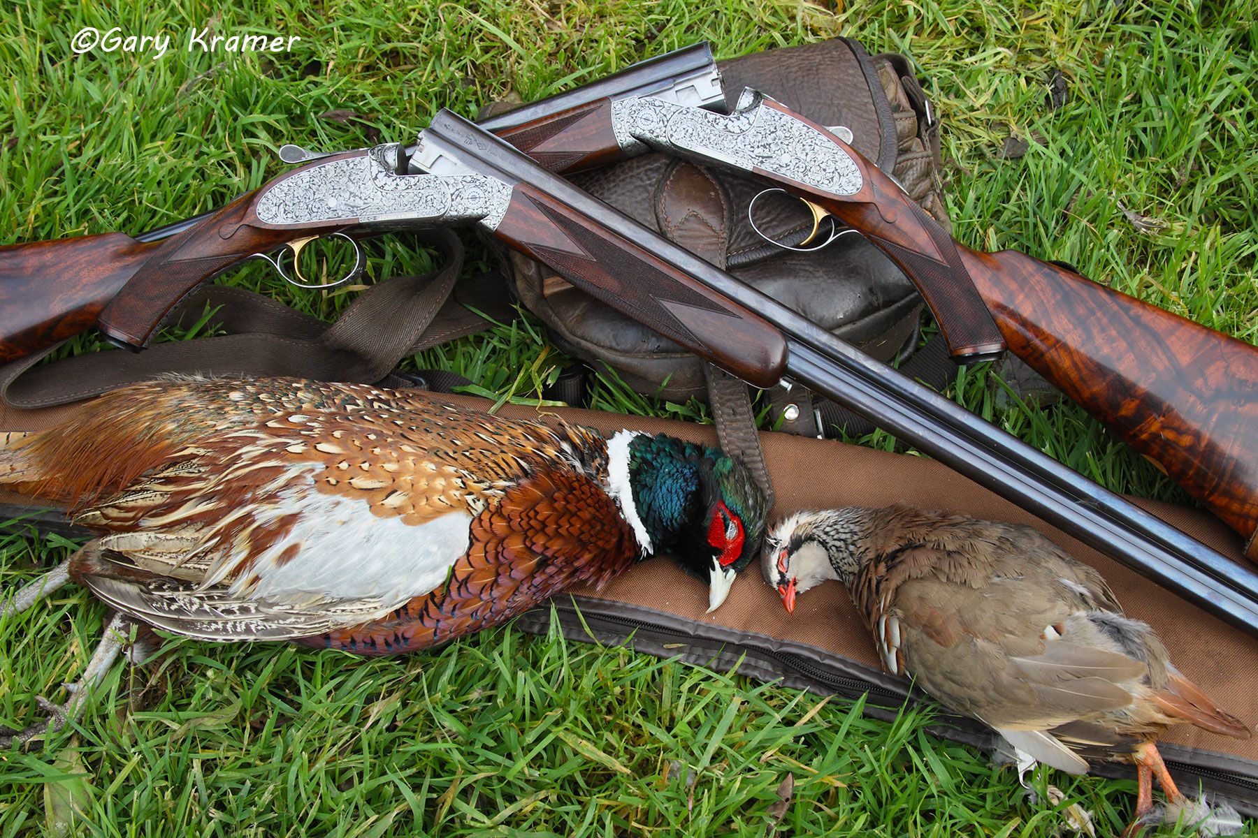 Ring-necked Pheasant & Red-legged Partridge w/a pair of 28 gauge Purdy's Ring-necked Pheasant & Red-legged Partridge w/a pair of 28 gauge Purdy's, Scotland - EHHgp#002d