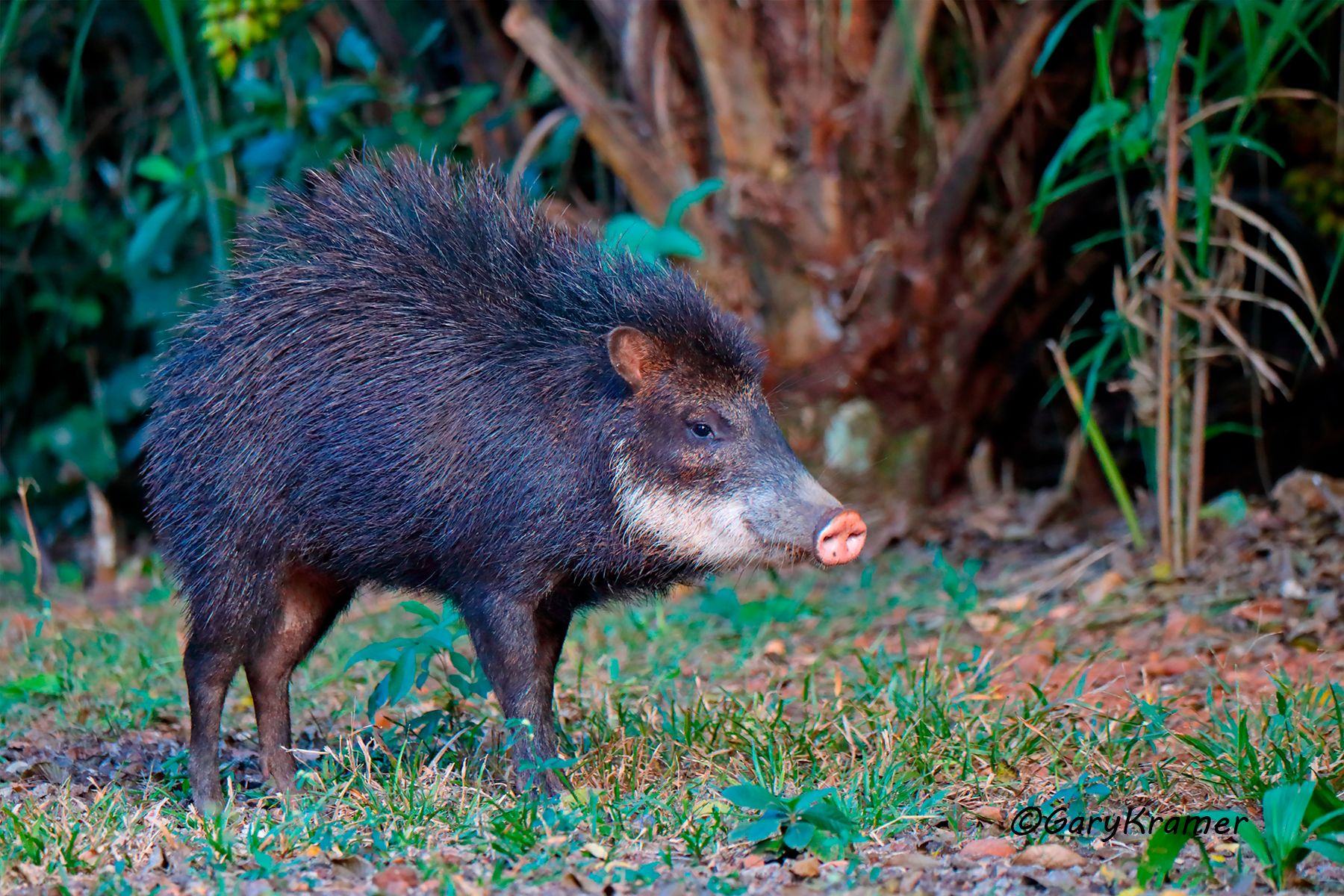 White-lipped Peccary (Tayassu pecari) White-lipped Peccary (Tayassu pecari) - SMWwp#059d