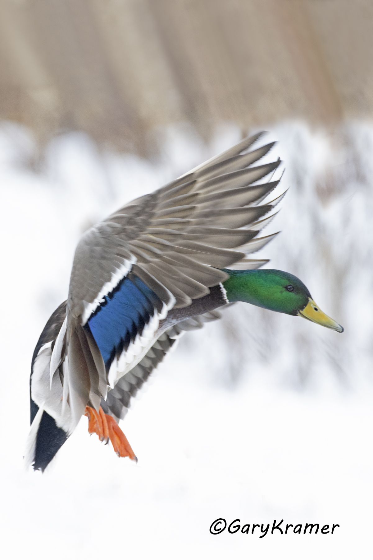 Mallard (Anas platyrhynchos) - NBWM#5216d(3)