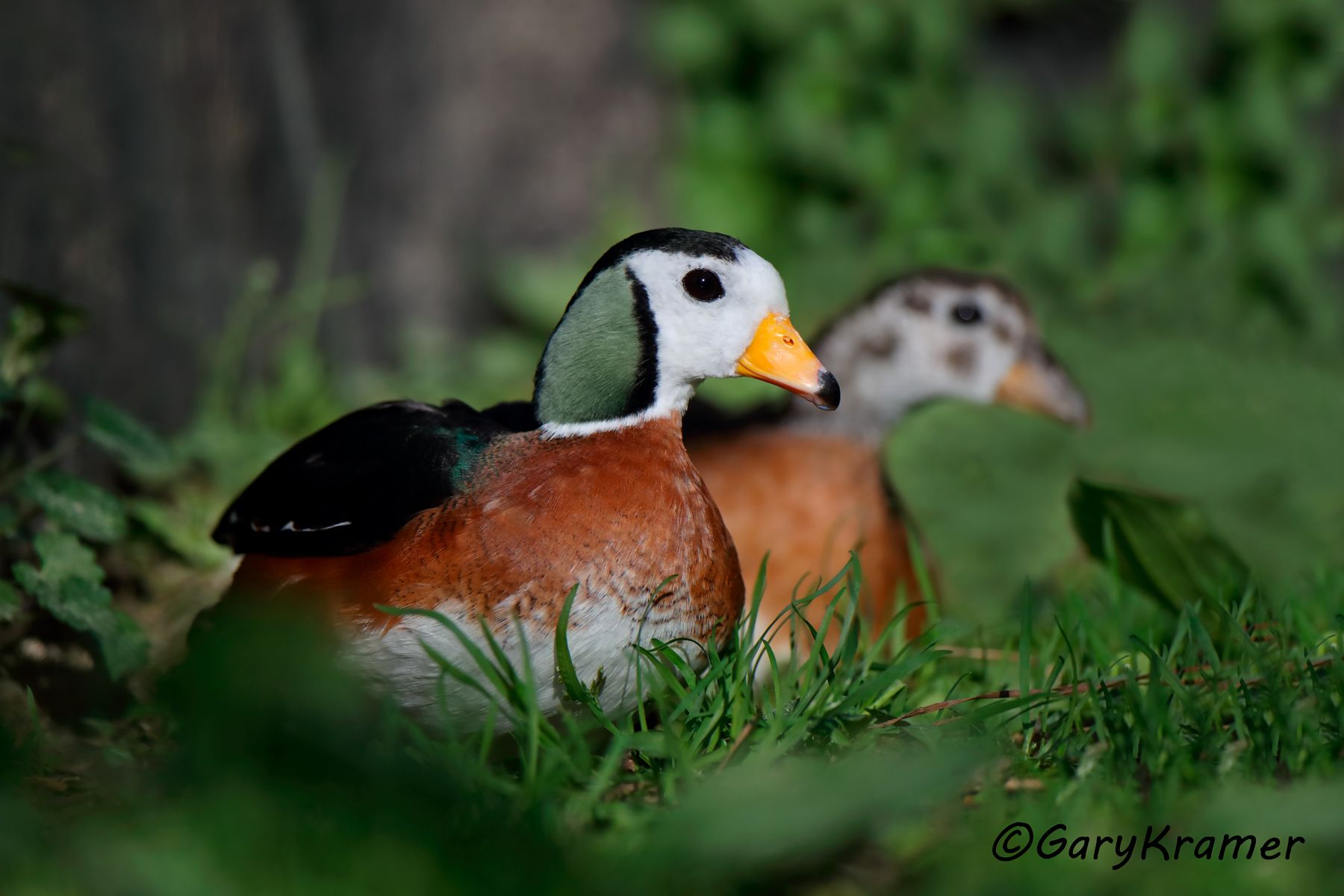 African Pygmy Goose (Nettapus auritus)  African Pygmy Goose (Nettapus auritus) - ABWpg#024d (Ethiopia)