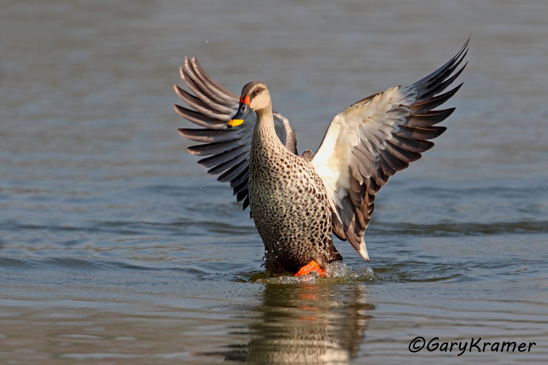 Indian Spot-billed Duck (Anas poecilorhyncha)  Indian Spot-billed Duck (Anas poecilorhyncha) - EBWBi#221d
