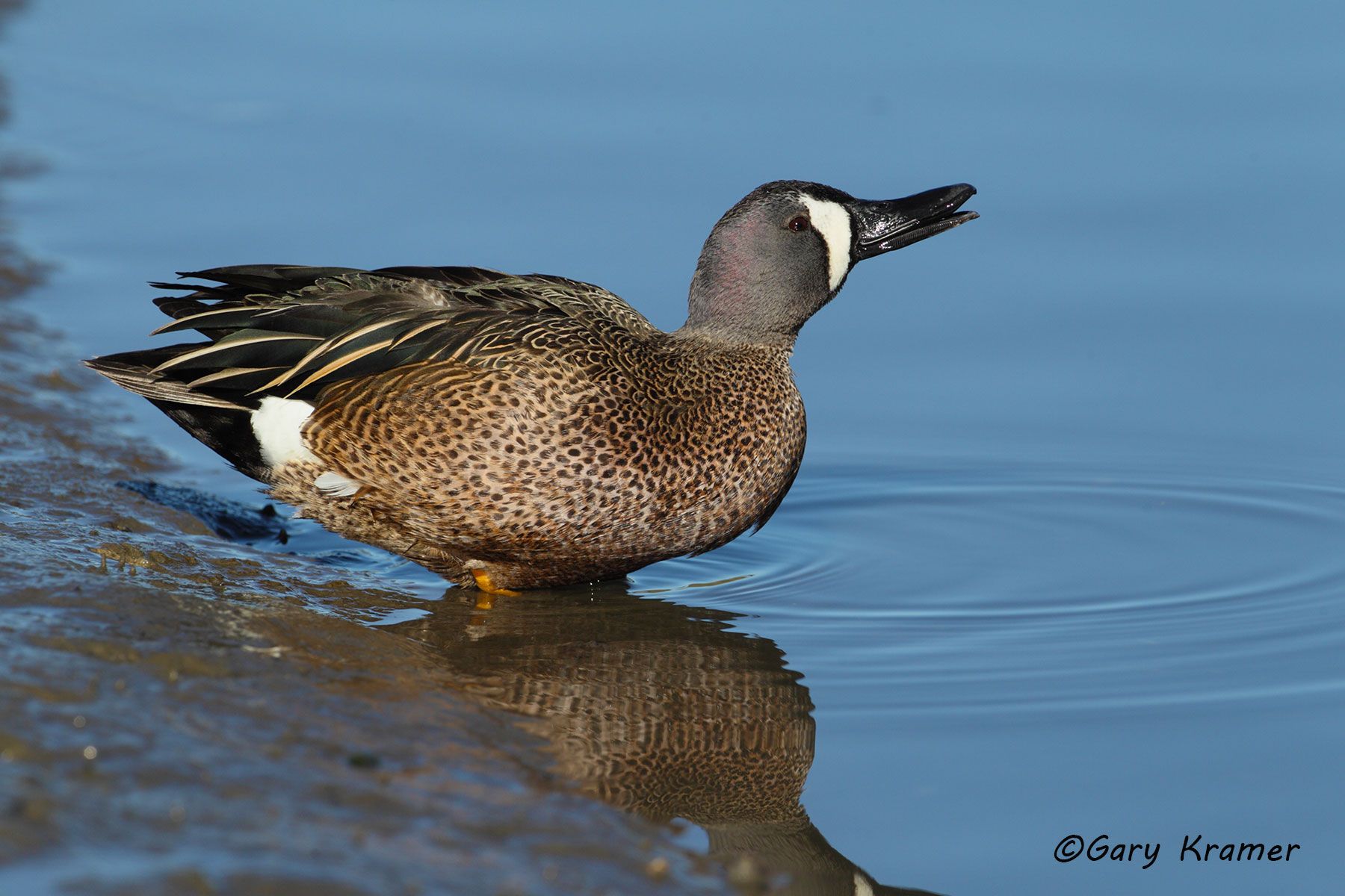 Blue-winged Teal (Spatula discors) by GaryKramer.net, 530-934-3873, gkramer@cwo.com Blue-winged Teal (Spatula discors) - NBWTb#728d