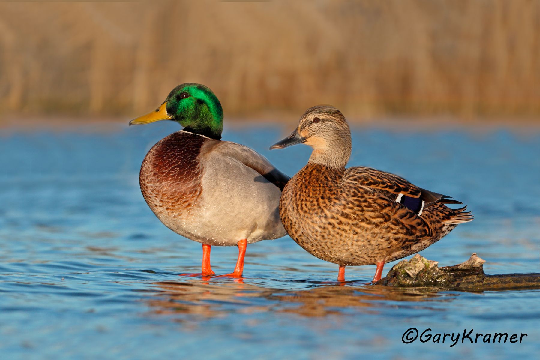 Mallard (Anas platyrhynchos) Mallard (Anas platyrhynchos) - NBWM#2884d(2)