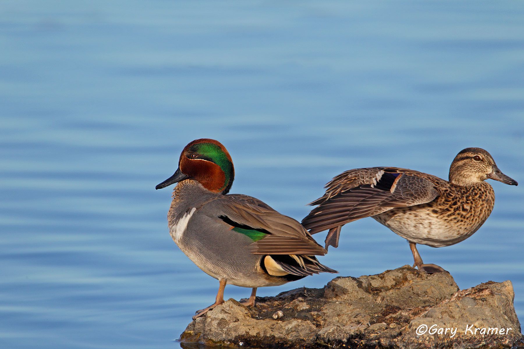 Green-winged Teal (Anas carolinensis) by GaryKramer.net, 530-934-3873, gkramer@cwo.com - Published:  Ducks, Geese and Swans of No. America Johns Hopkins Univ Press 2014; DU May/Jun 2015 Green-winged Teal (Anas carolinensis) - NBWTg#851d