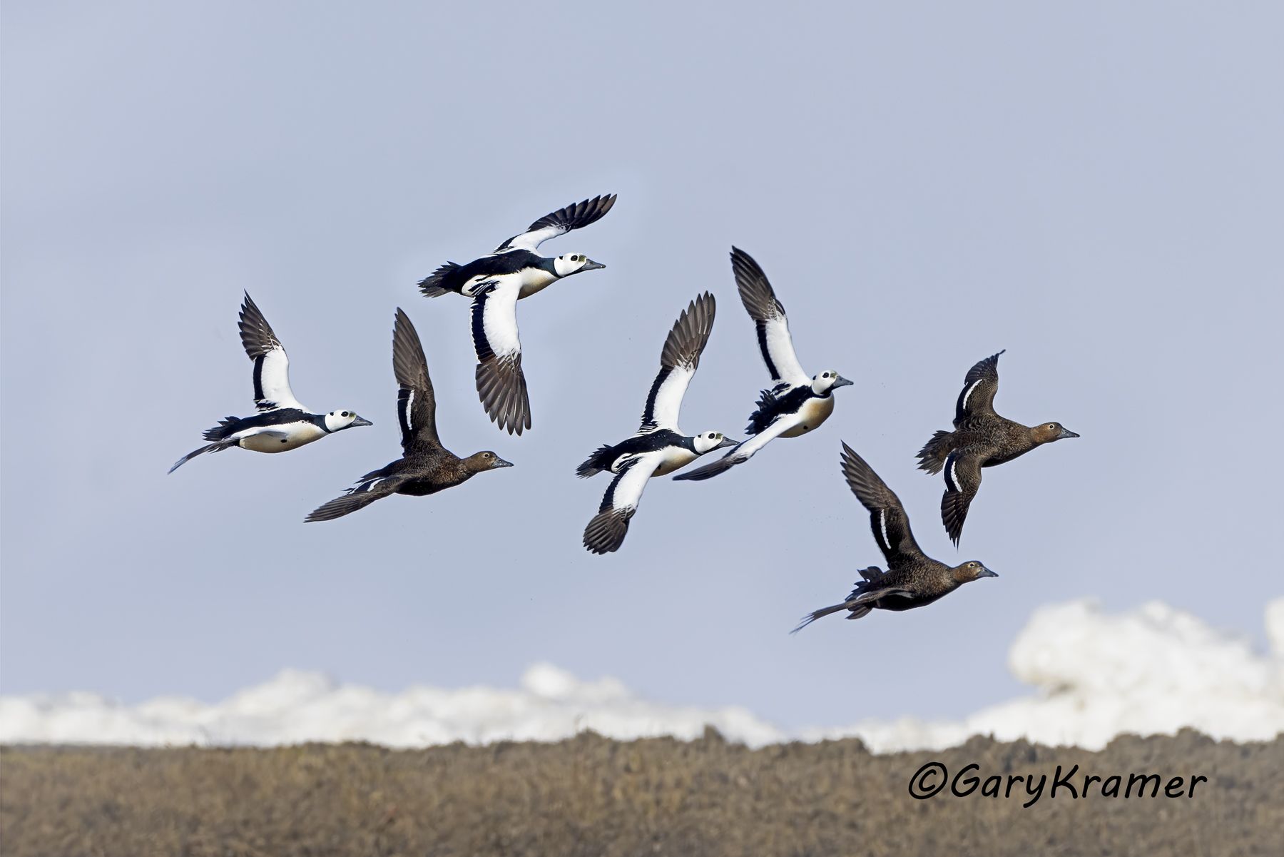 Steller's Eider (Polysticta stelleri) - NBWEt#860d(2)