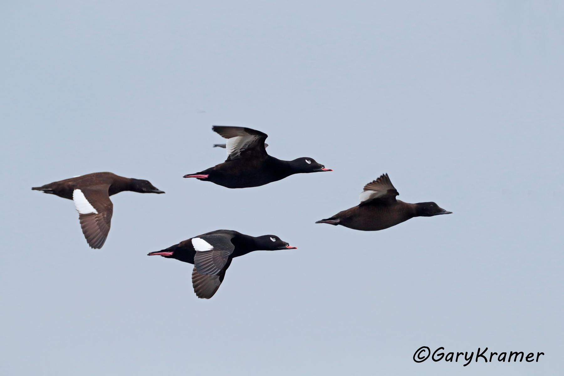 White-winged Surf Scoter (Melanitta fusca) - NBWSw#228d(2)