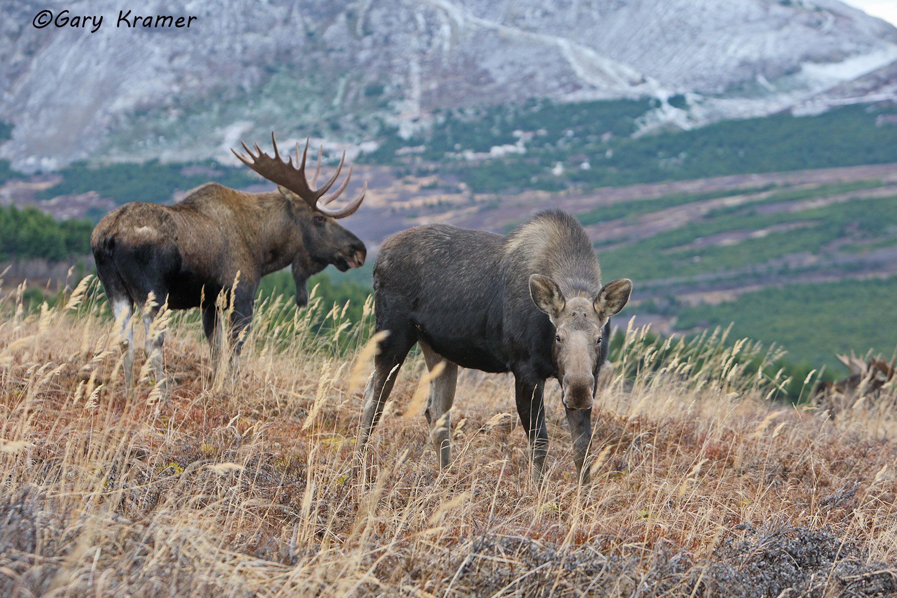Moose (Alces alces) by GaryKramer.net, 530-934-3873, gkramer@cwo.com Moose (Alces alces) - NMM#317d