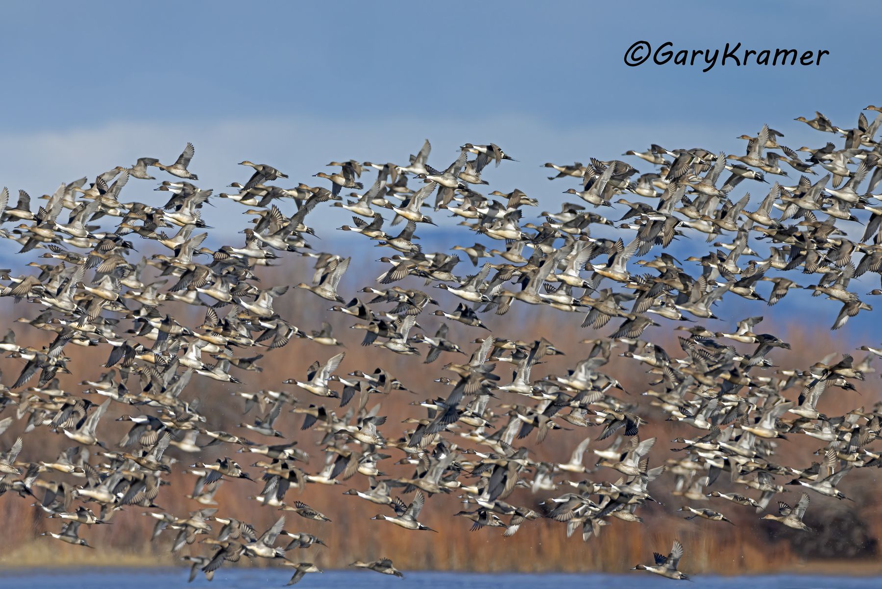 Northern Pintail (Anas acuta) - NBWP(c)#749d