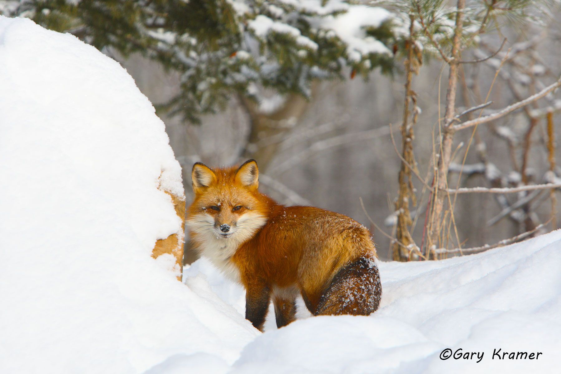Red Fox (Vulpes fulva) - NMFr#429d