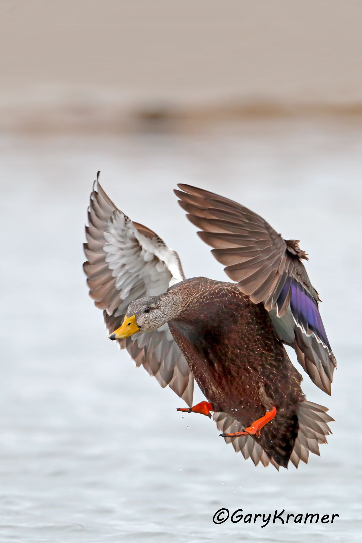 American Black Duck (Anas rubripes) American Black Duck (Anas rubripes) - NBWBd#924d(2)