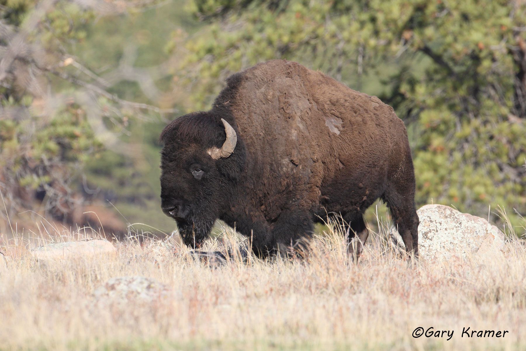 Plains Bison (Bison bison bison) - NMB#180d