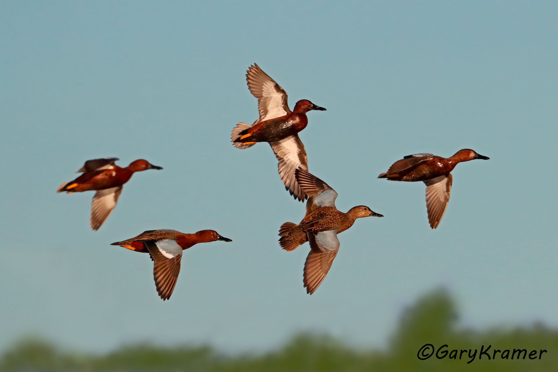 Cinnamon Teal (Spatula cyanoptera)  Cinnamon Teal (Spatula cyanoptera) - NBWTc#690d(3)