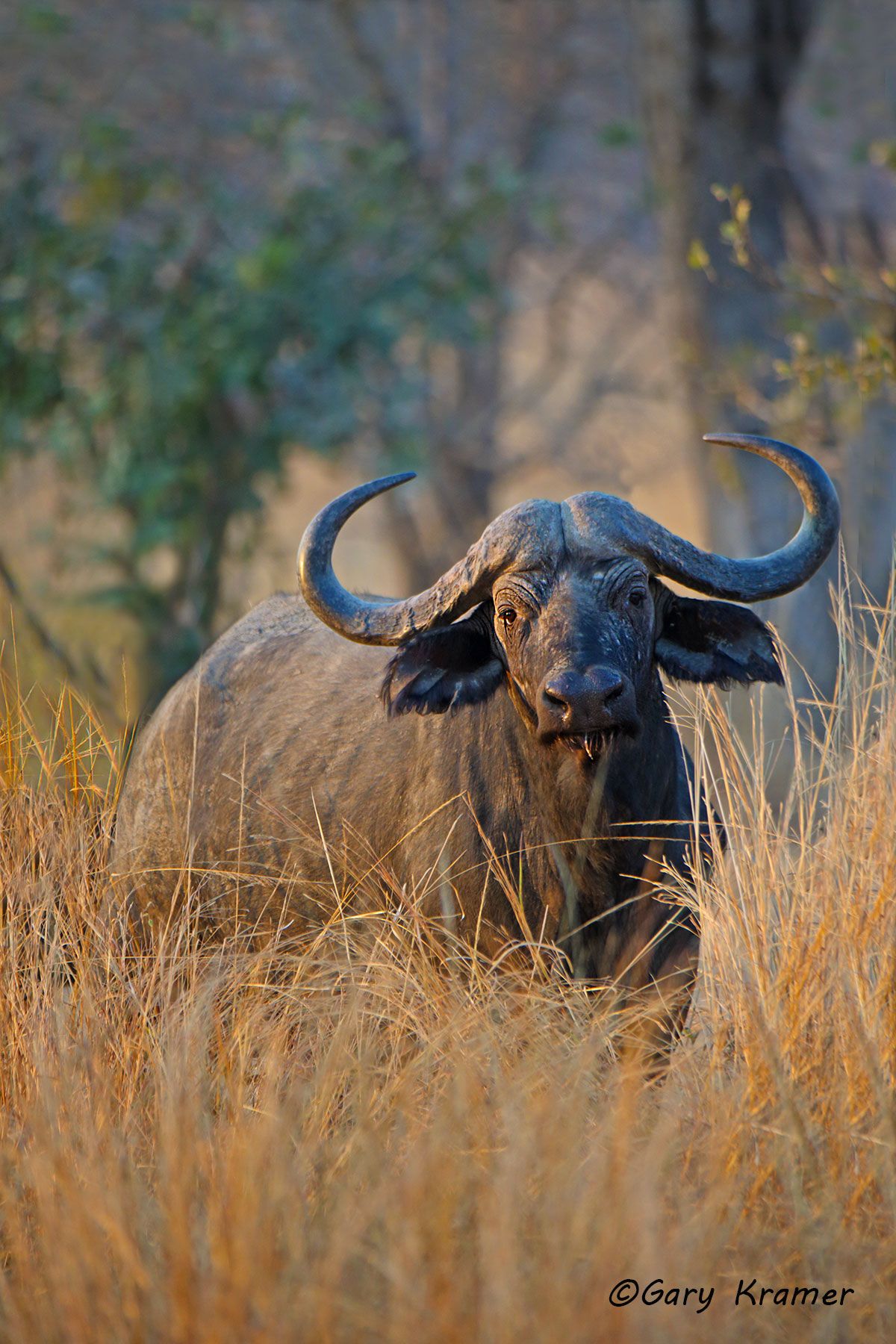 Cape Buffalo (Syncerus caffer) - AMB#1277d