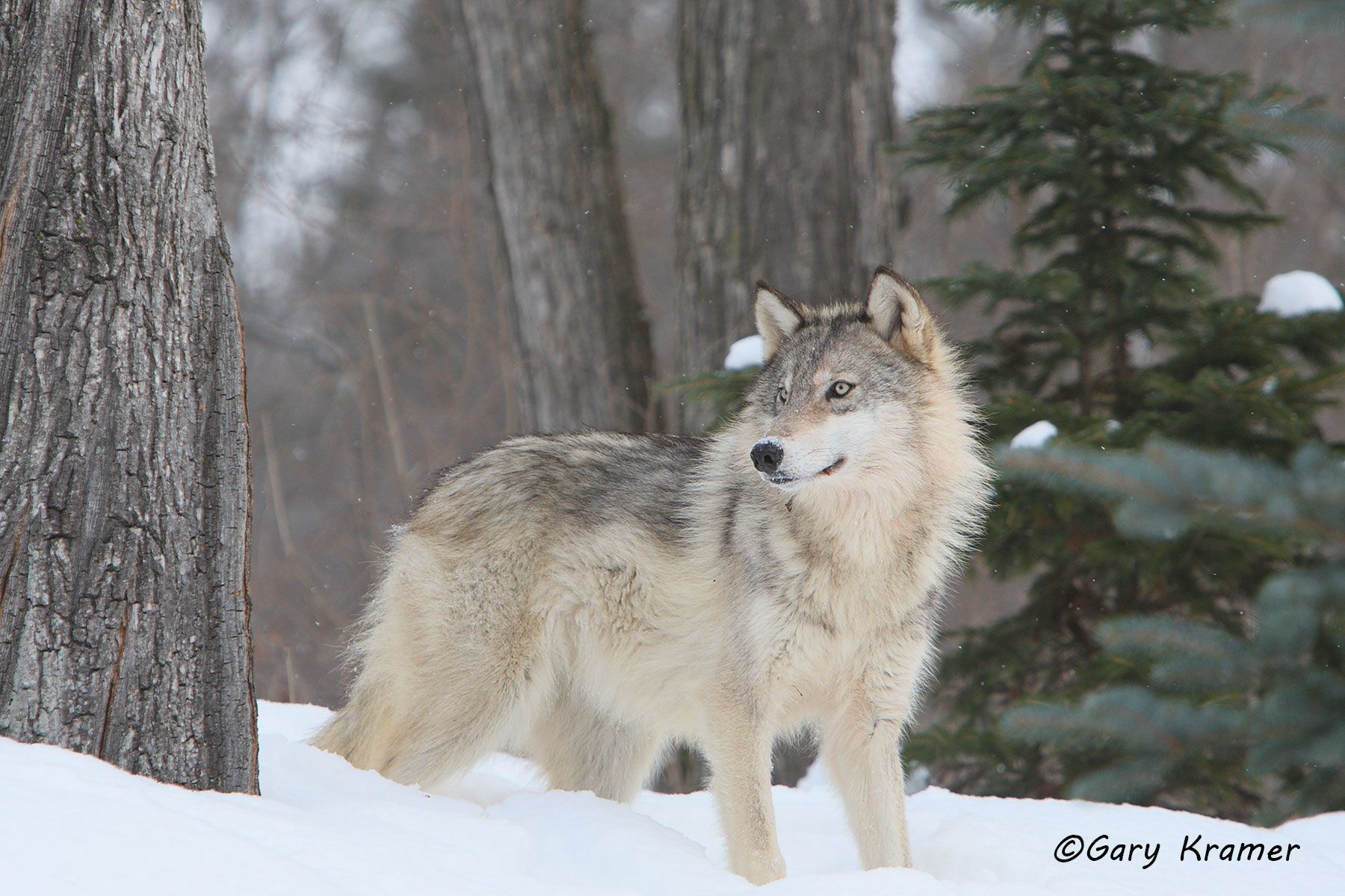 Gray Wolf (Canis lupus) - NMWg#1125d