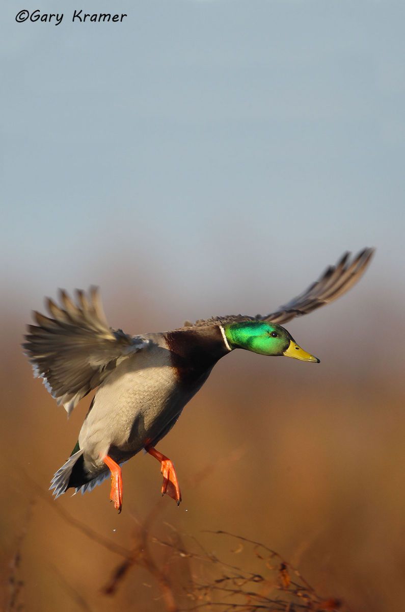 Mallard (Anas platrhynchos) Mallard (Anas platrhynchos) - NBWM#2174d(2)