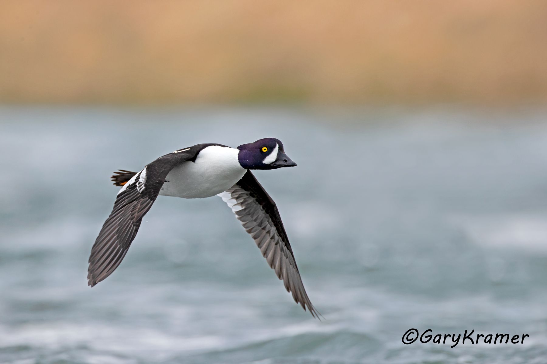 Barrow's Goldeneye (Bucephala islandica)  Barrow's Goldeneye (Bucephala islandica) - NBWGb#286d