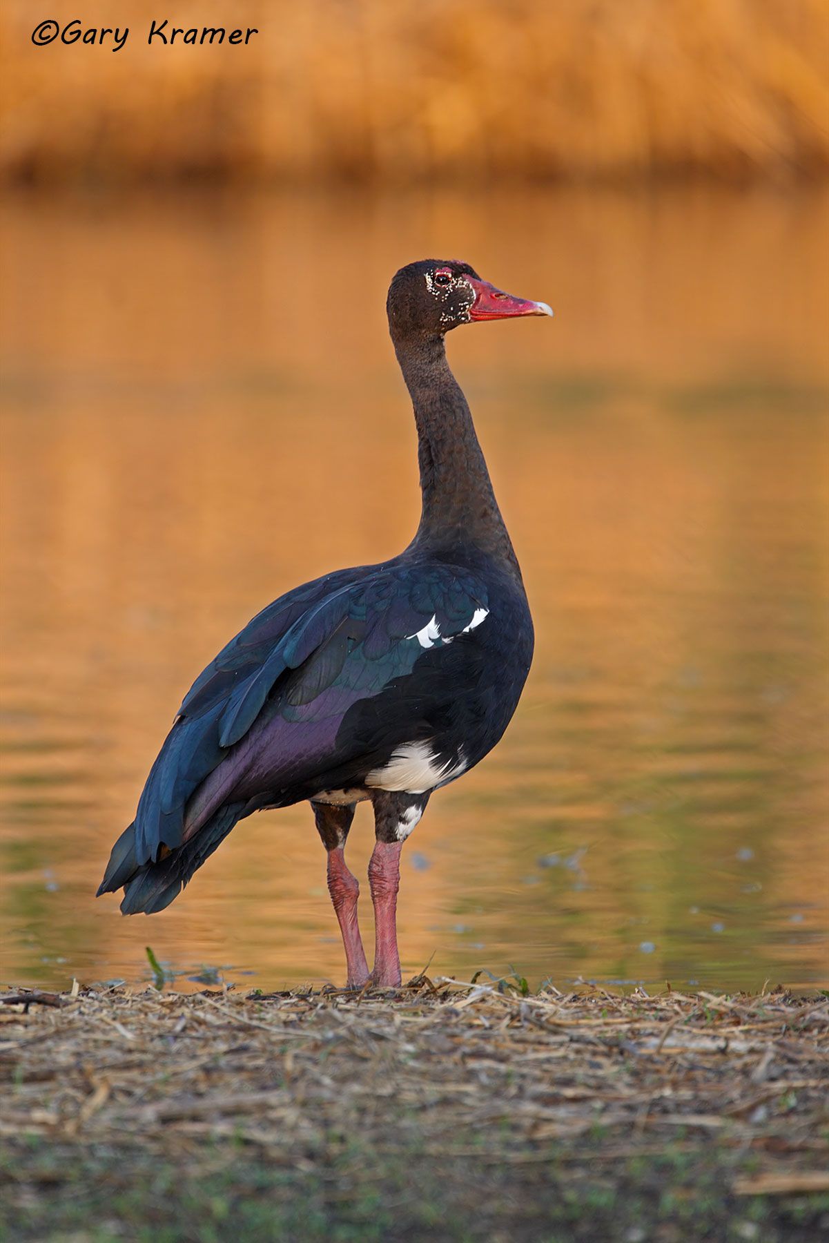 Spur-winged Goose (Plectropterus gambensis) Botswana - ABWG#048d