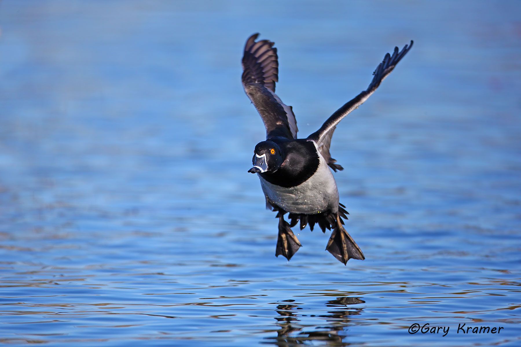 Ring-necked Duck (Aythya collaris) Ring-necked Duck (Aythya collaris) - NBWRn#456d
