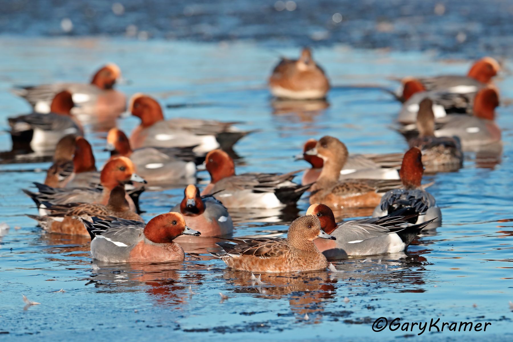 Eurasian Wigeon (Anas penelope) Eurasian Wigeon (Anas penelope) - EBWW#195d