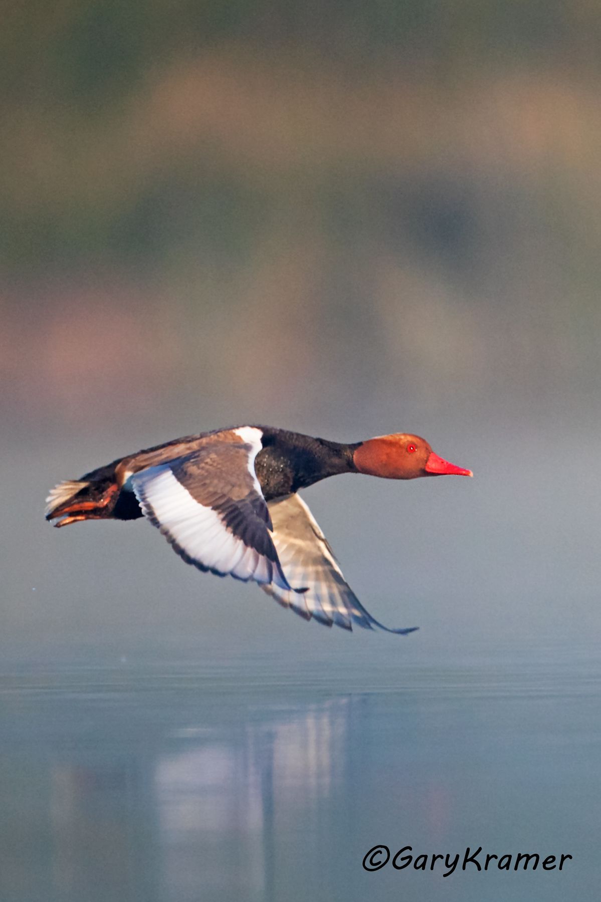 Red-crested Pochard (Netta rufina)  Red-crested Pochard (Netta rufina) - EBWPr#1603d(2)