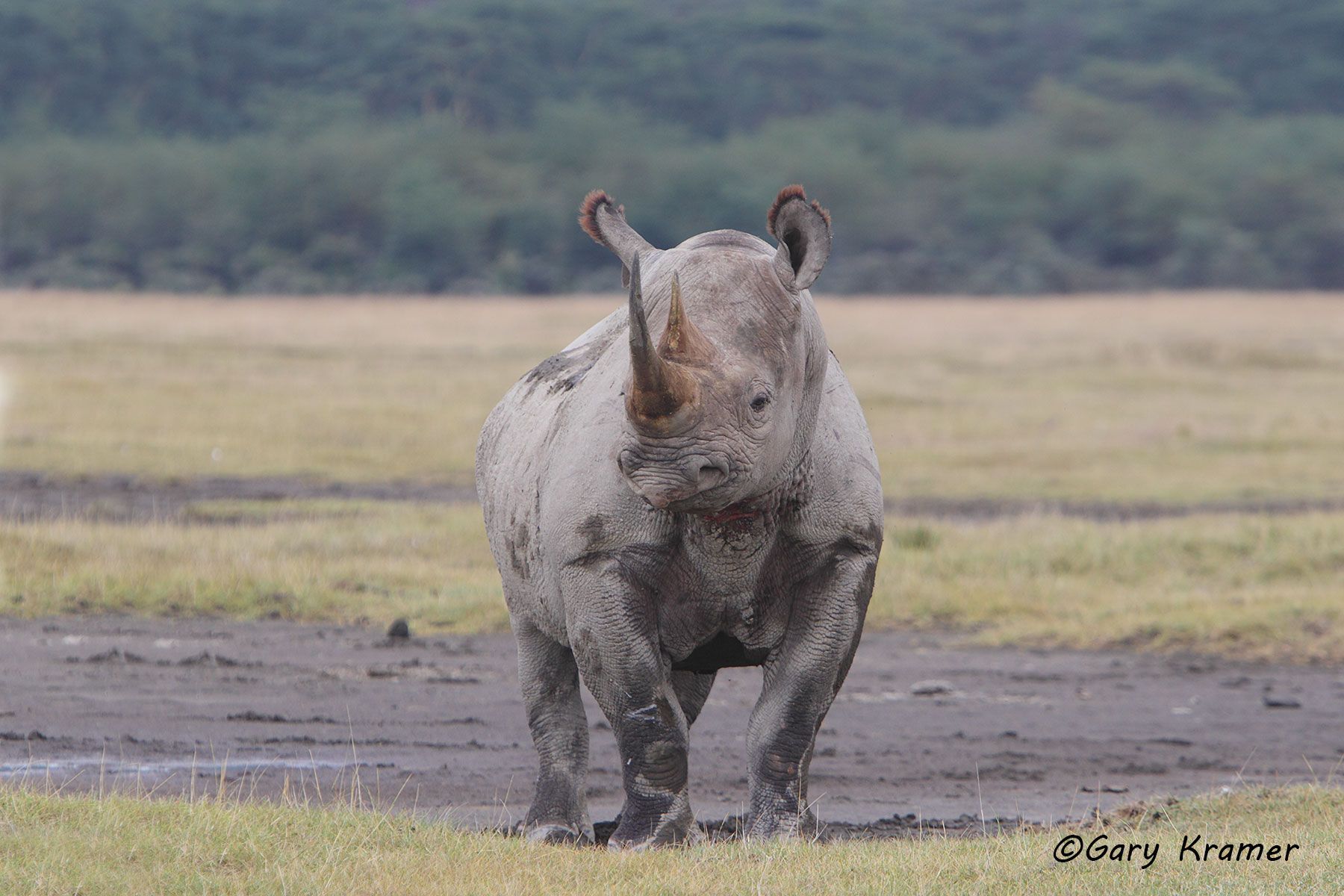 Black Rhinoceros (Diceros bicornis) Black Rhinoceros (Diceros bicornis) - AMRb#239d.jpg