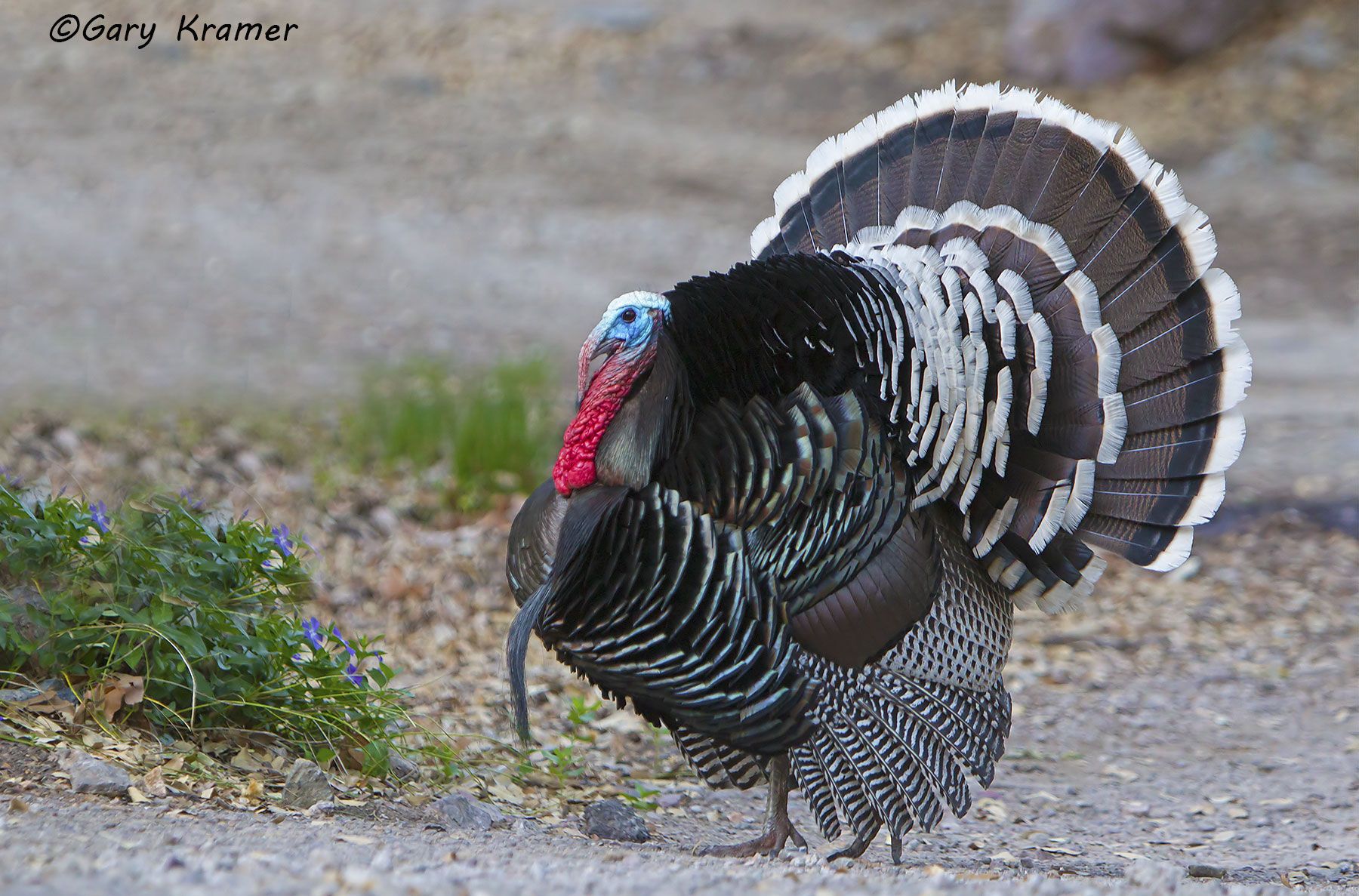 Wild Turkey (Gould's) (Meleagris gallopavo mexicana) by GaryKramer.net, 530-934-3873, gkramer@cwo.com Wild Turkey (Gould's) (Meleagris gallopavo mexicana) - NBGTg#055d