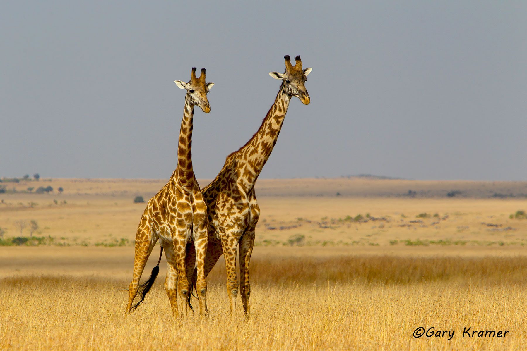 Massai Giraffe (Giraffa Camelopardalis tippelskirchi) Massai Giraffe (Giraffa Camelopardalis tippelskirchi) - AMGm#126d