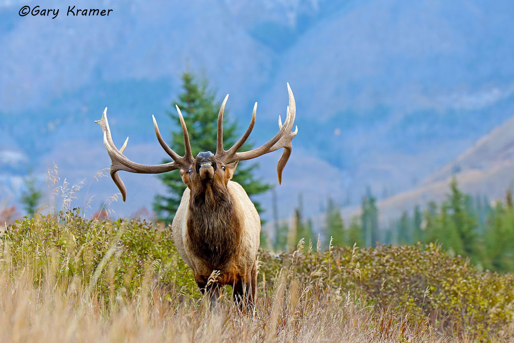 Rocky Mountain Elk (Cervus elaphus nelsoni) - NMERm#2539d