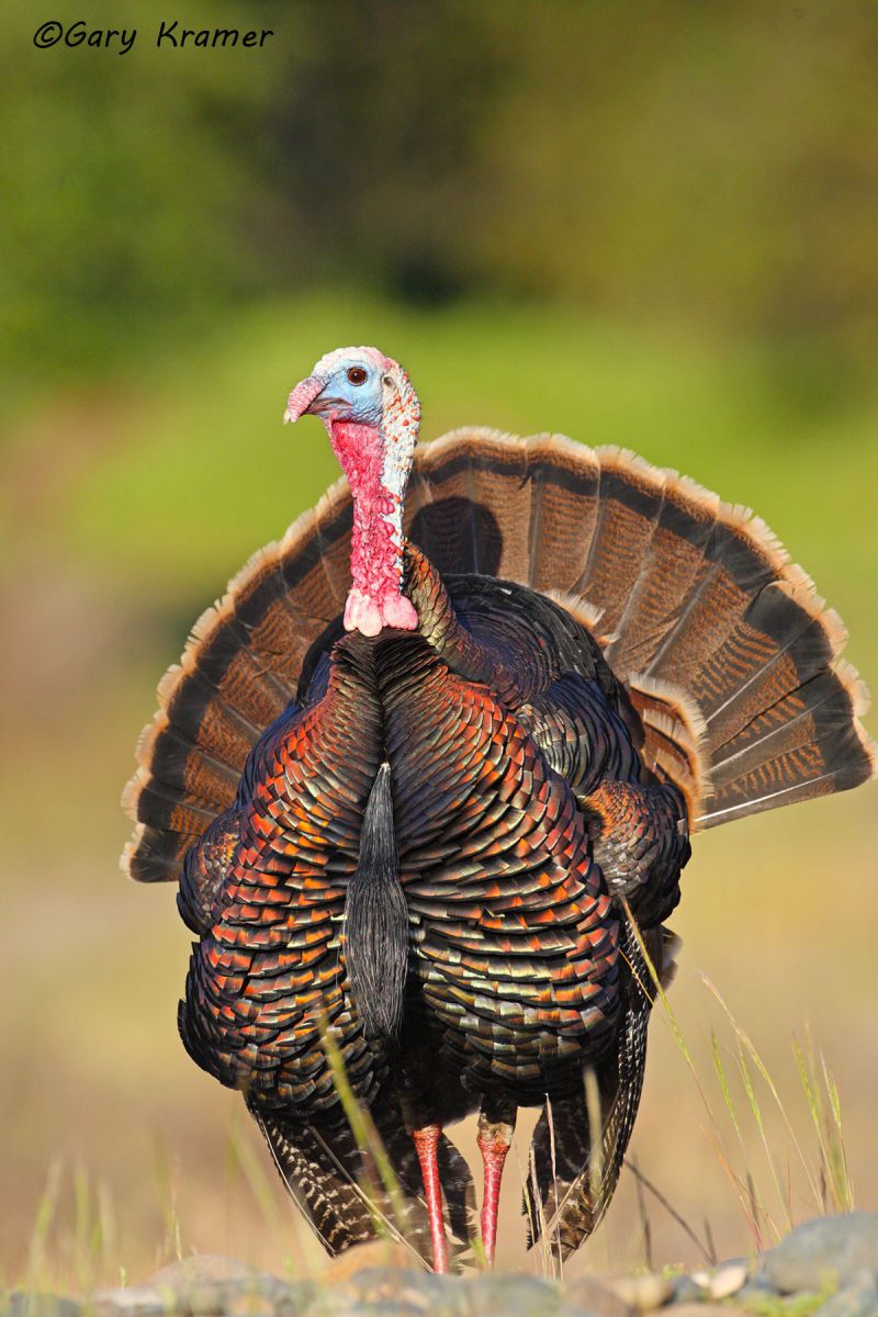 Wild Turkey (Rio Grande) (Meleagris gallopavo intermedia) by GaryKramer.net, 530-934-3873, gkramer@cwo.com Wild Turkey (Rio Grande) (Meleagris gallopavo intermedia) - NBGTr#1239d