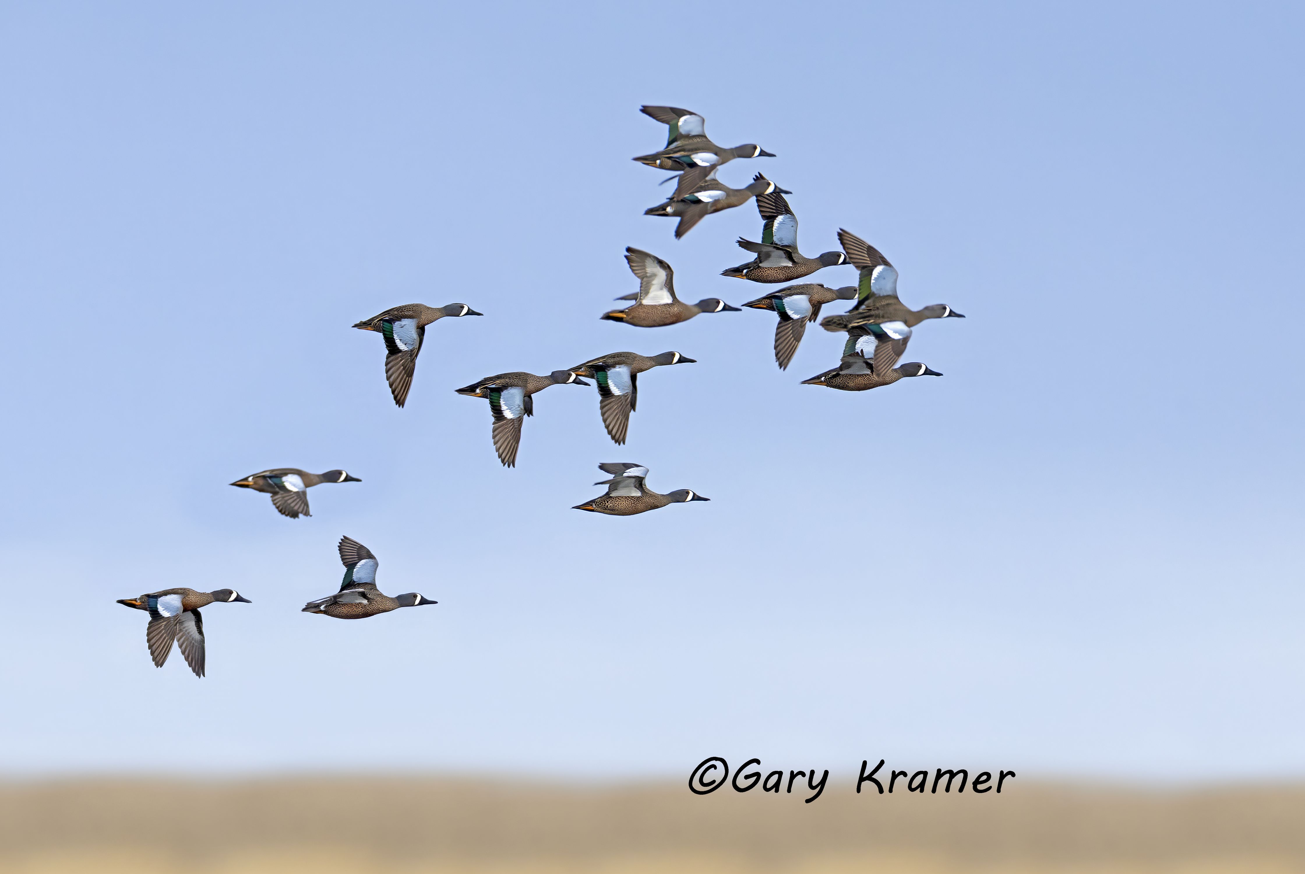Blue-winged Teal (Anas discors) - NBWTb#1929d(2)