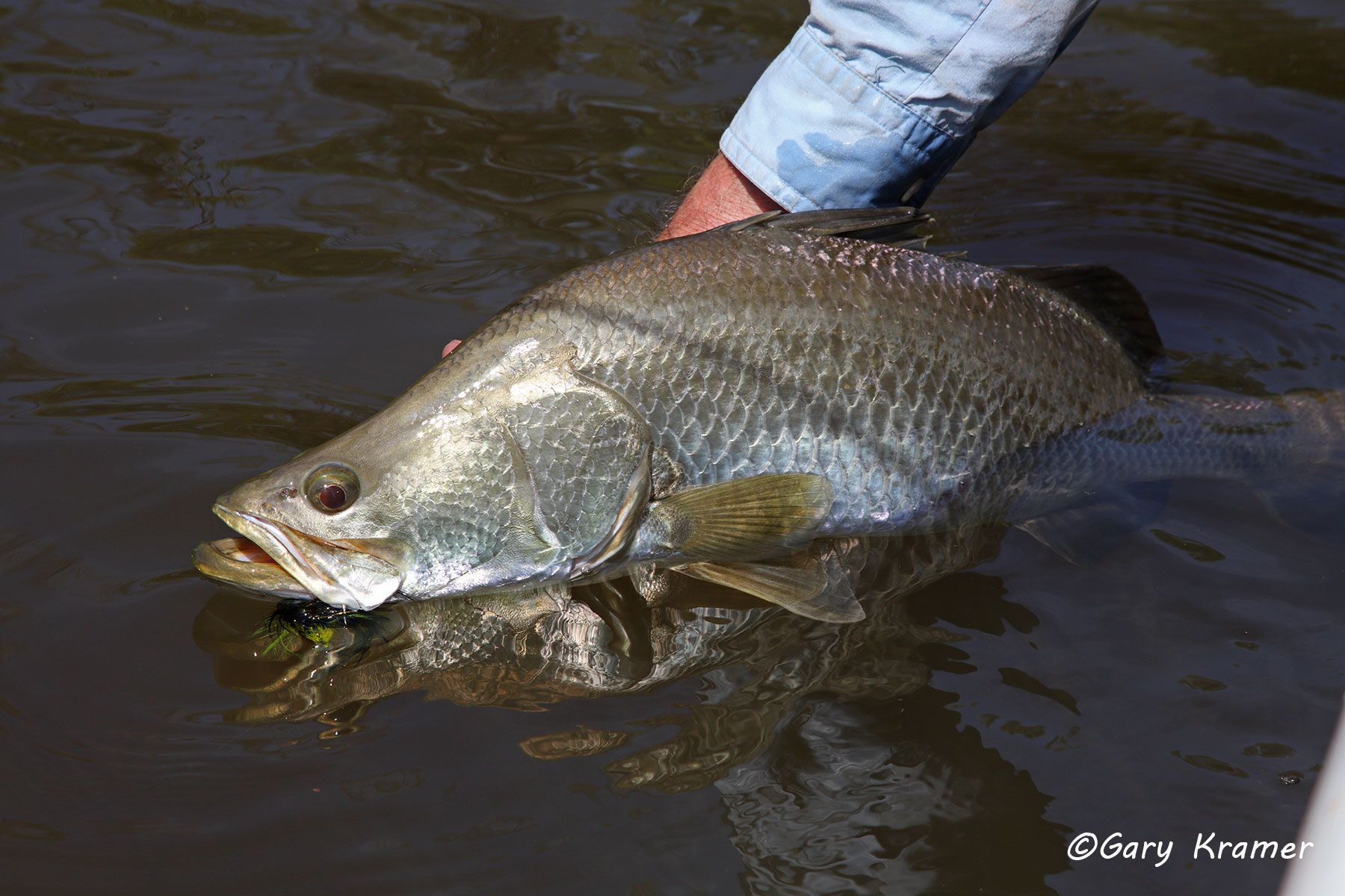 Barramundi w/fly Barramundi w/fly, Australia - OFBf#037d