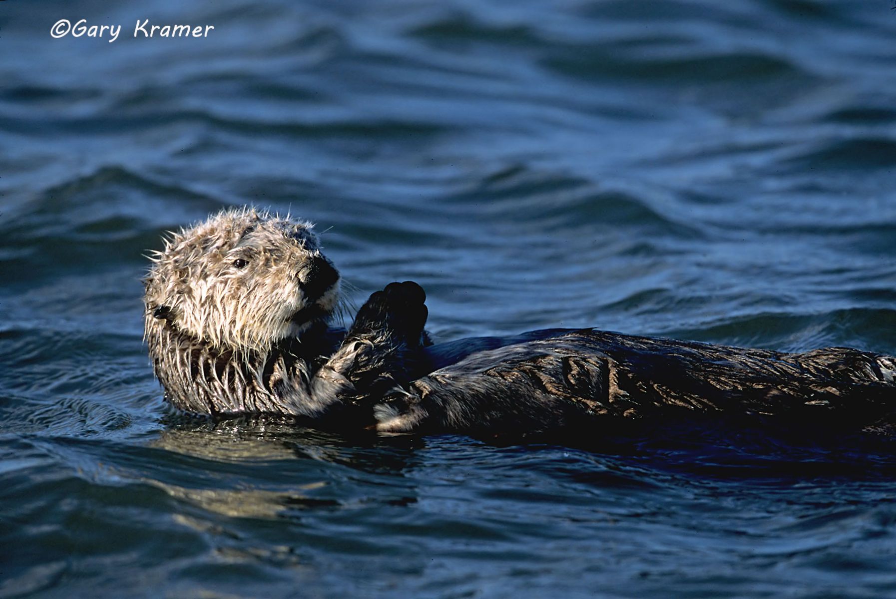 Sea Otter (Enhydra lutris) by GaryKramer.net, 530-934-3873, gkramer@cwo.com - Published:  Wildlife Calendars 2011, Silver Creek Press Sea Otter (Enhydra lutris) - NMMOs#010