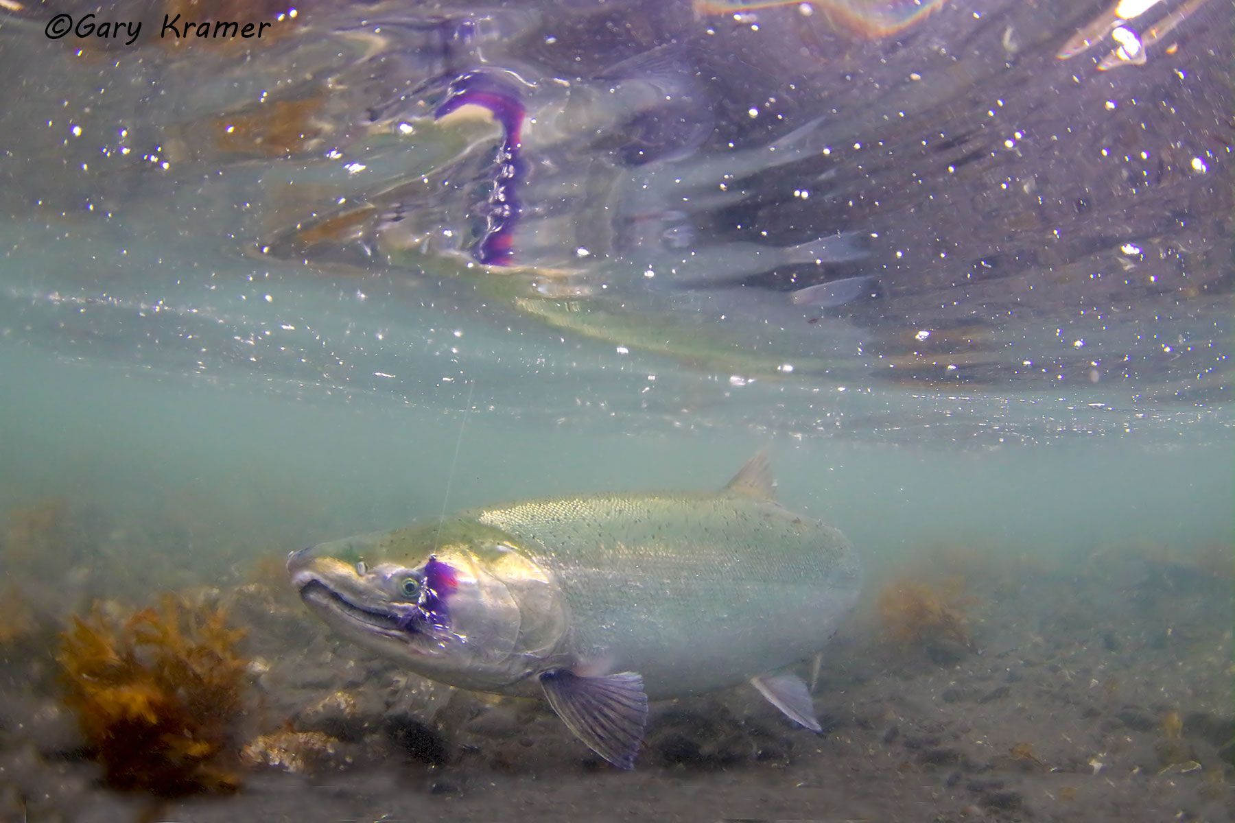 Silver (Coho) Salmon w/fly - NFASf#089d