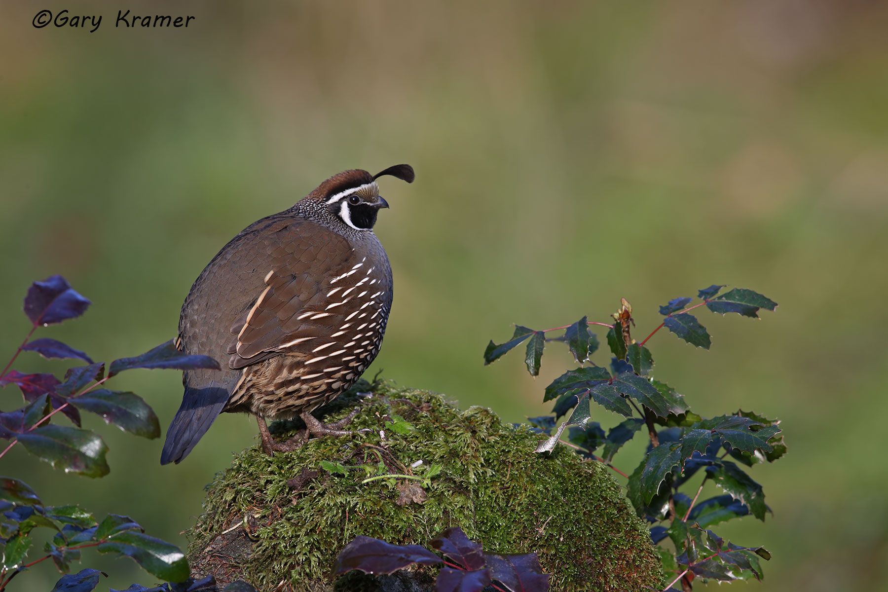 California Quail (Callipepla californica) - NBGQc#1780d