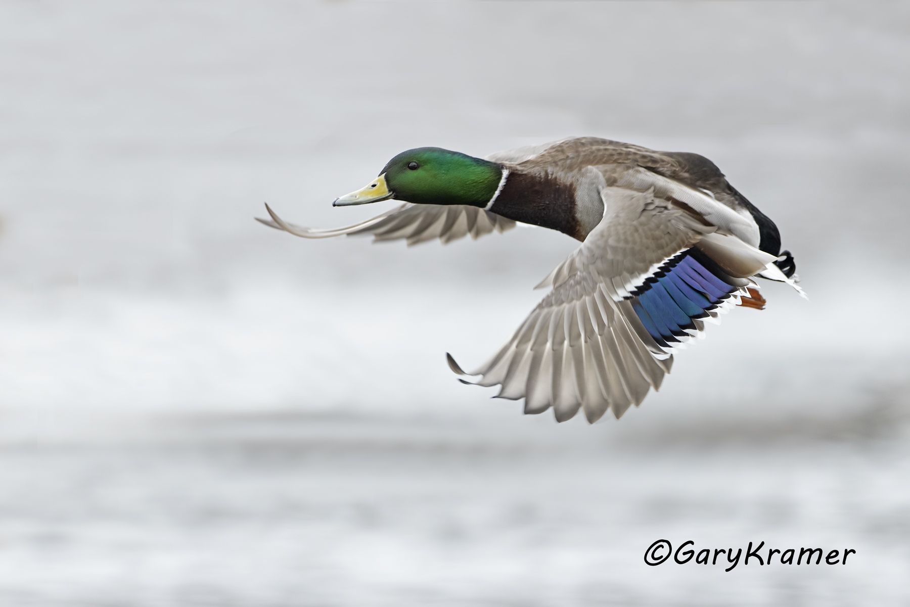 Mallard (Anas platyrhynchos) - NBWM#5254d